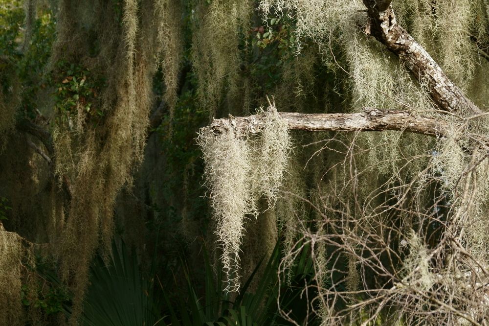 Tillandsia usneoides