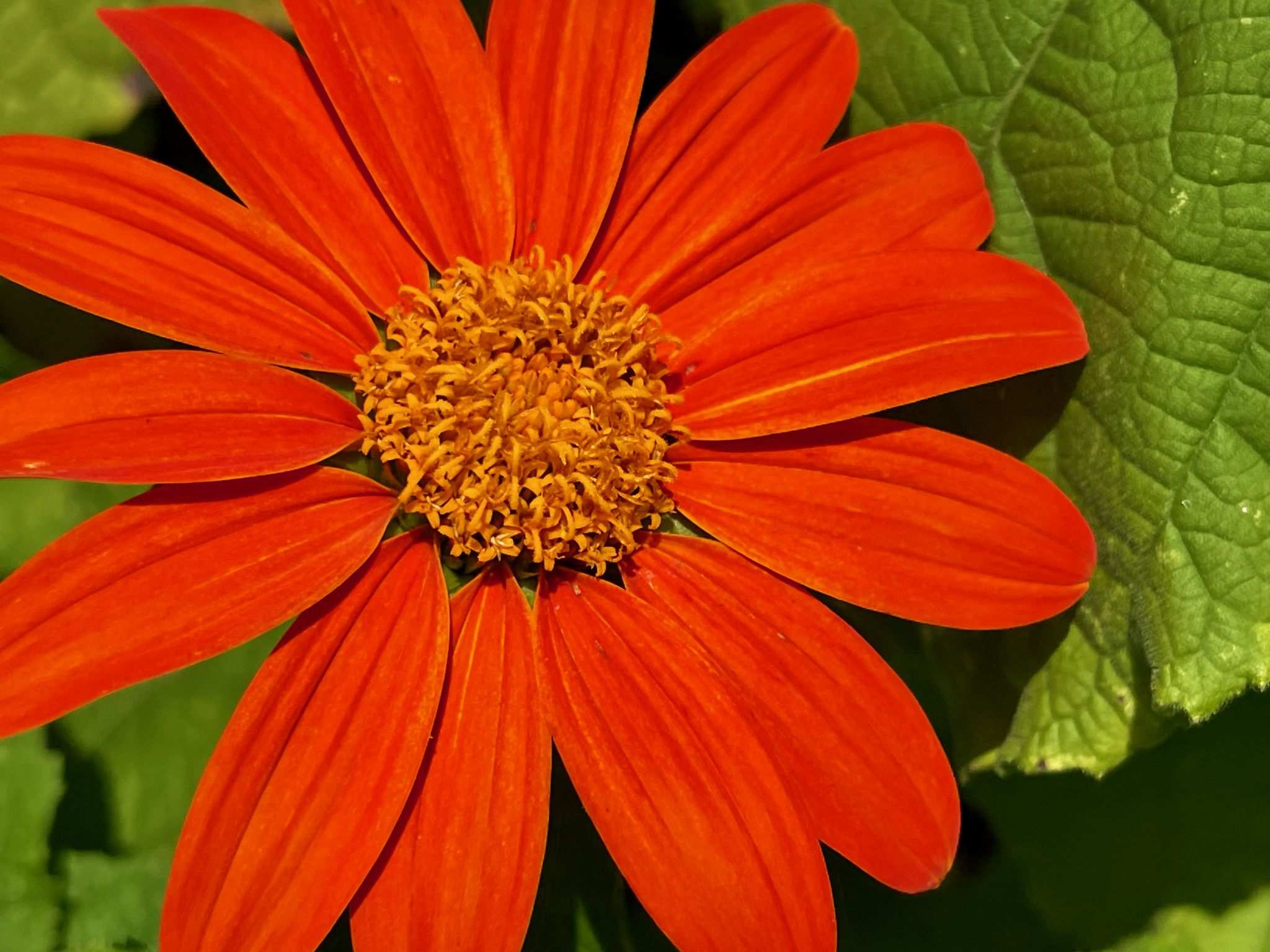 Tithonia rotundifolia