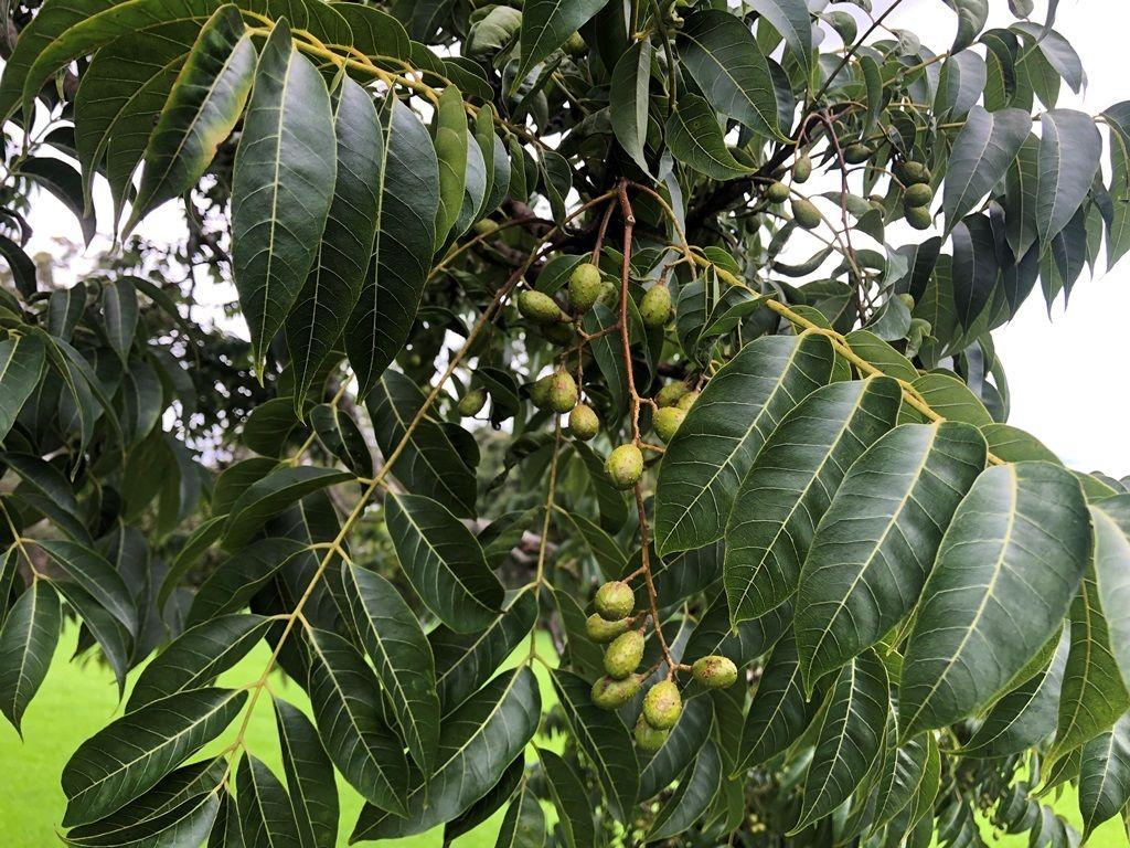 Toona ciliata