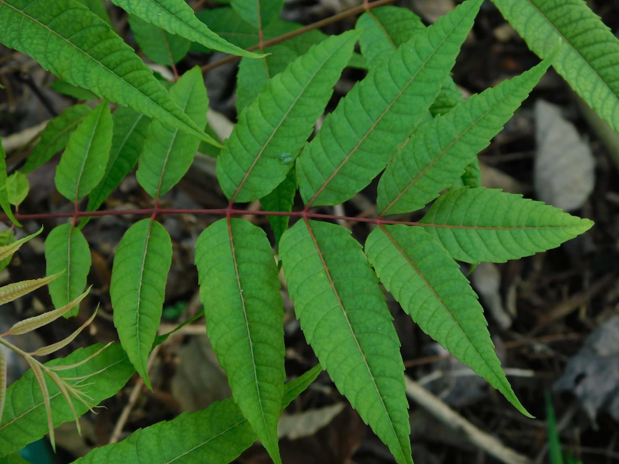Toona sureni
