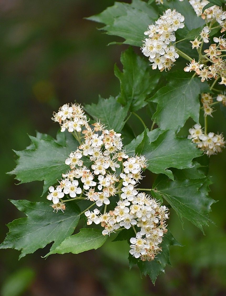 Torminalis glaberrima
