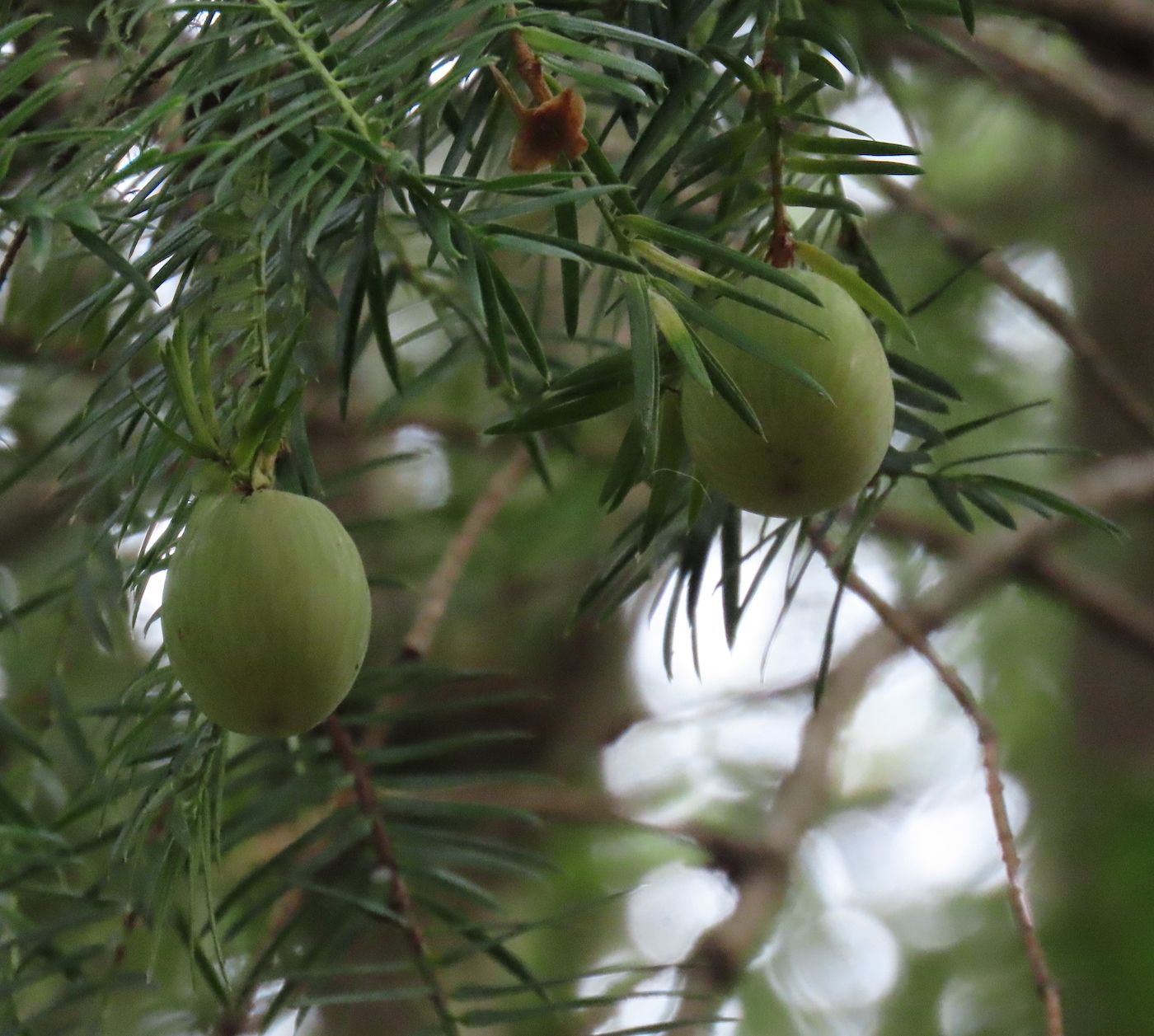 Torreya californica