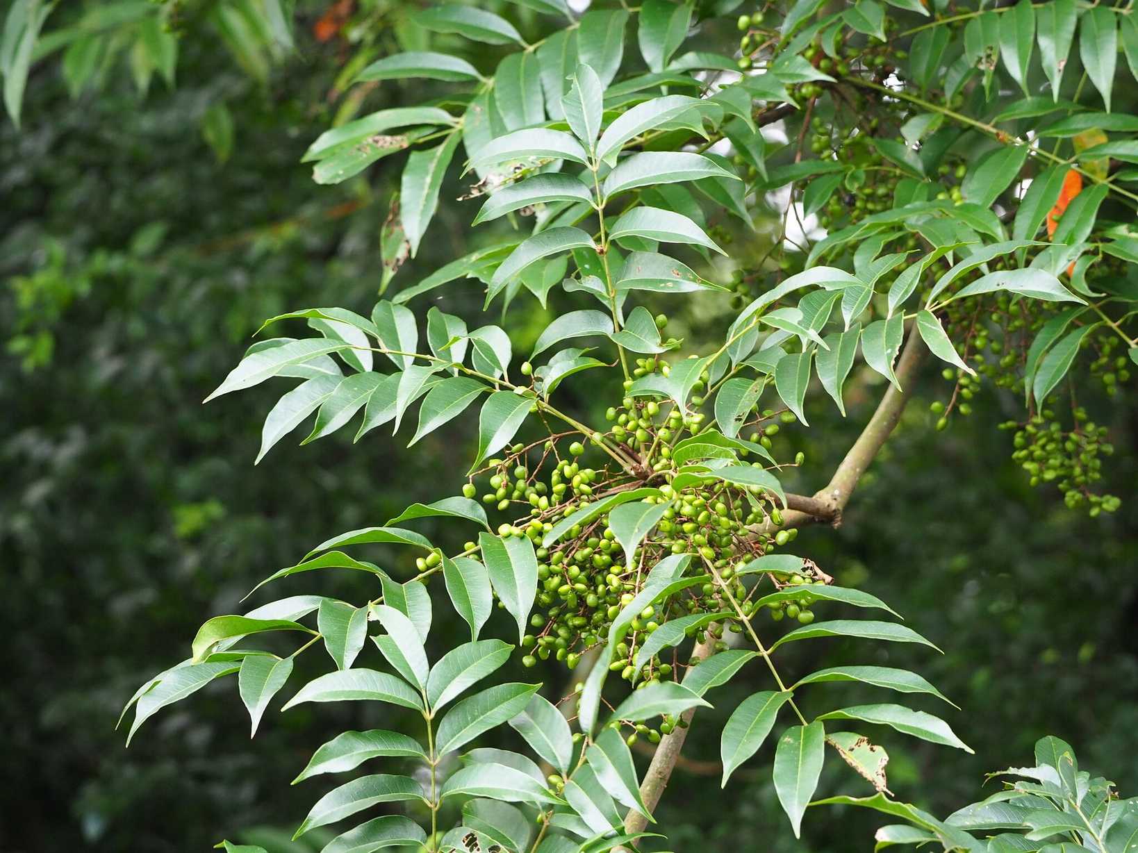 Toxicodendron succedaneum