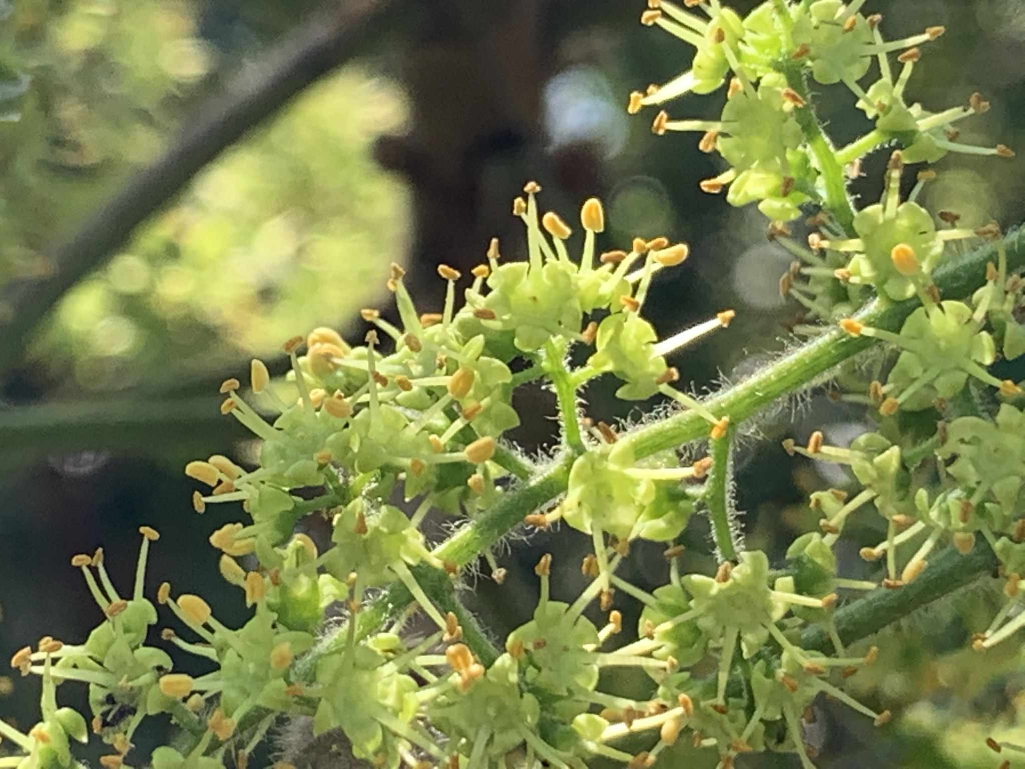 Toxicodendron sylvestre