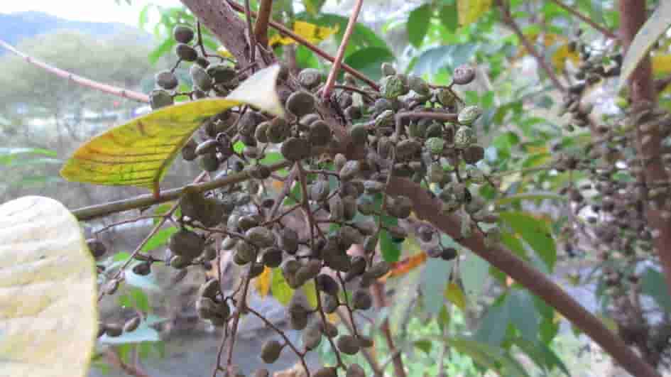 Toxicodendron vernicifluum