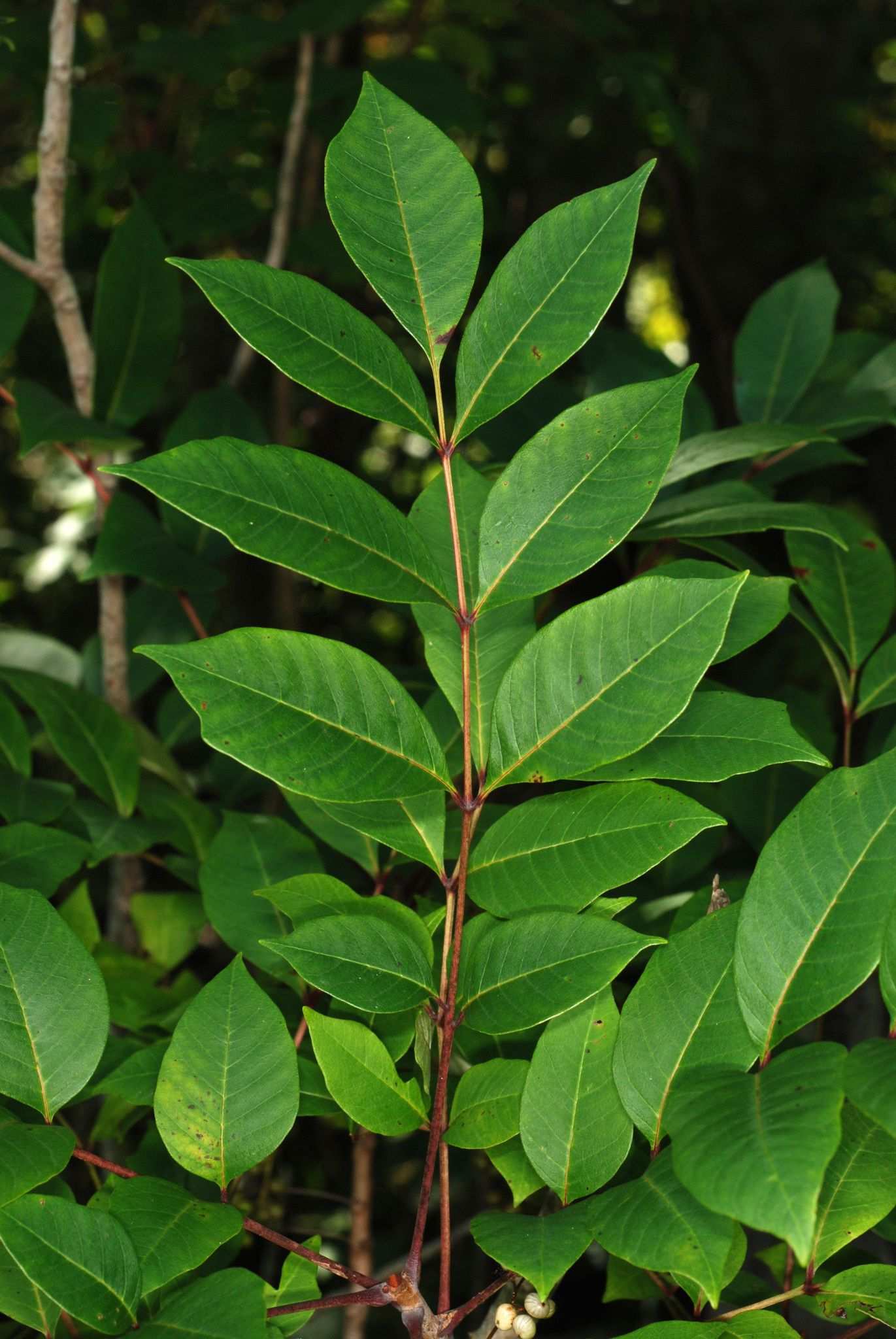 Toxicodendron vernix