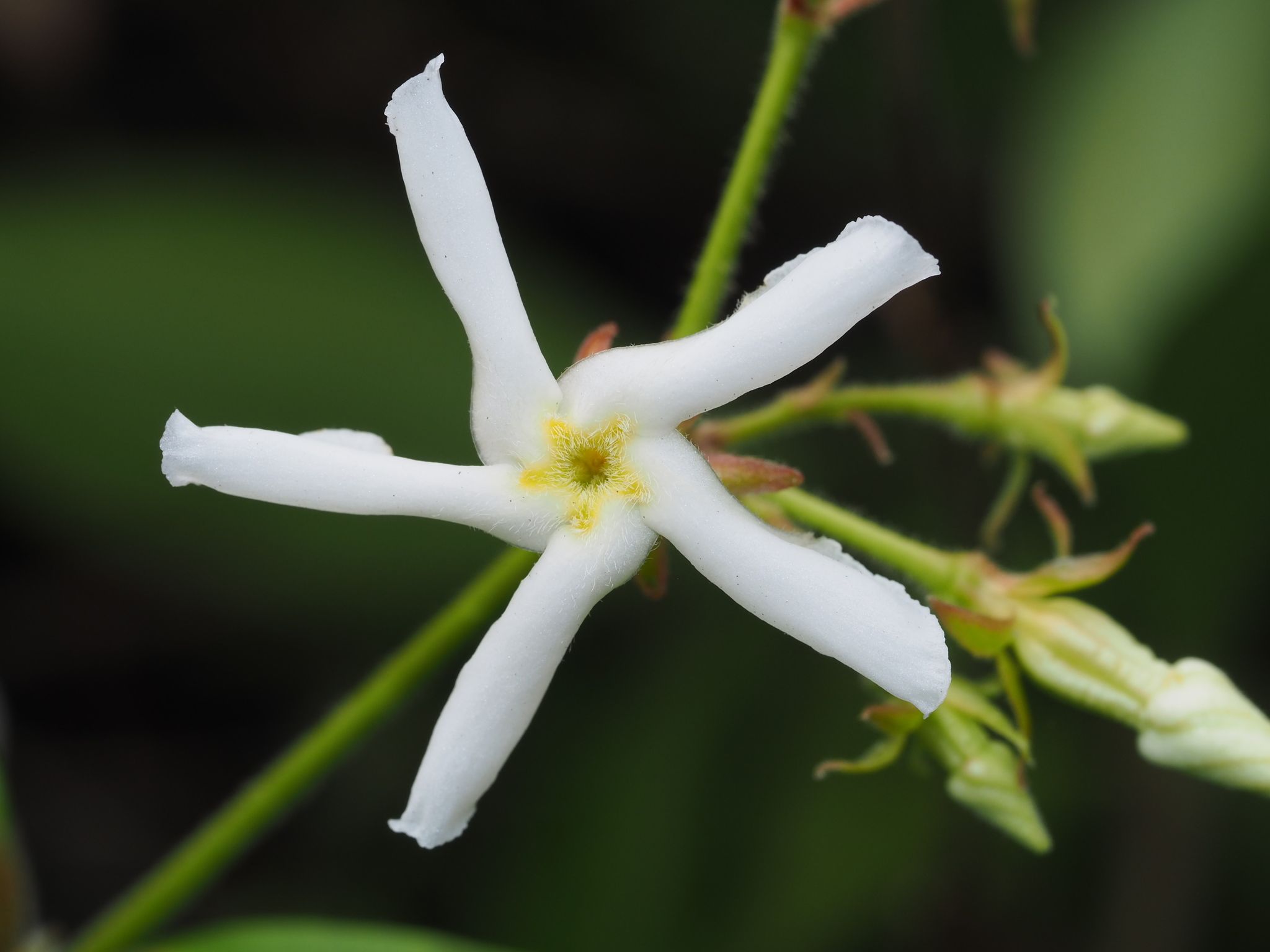 Trachelospermum