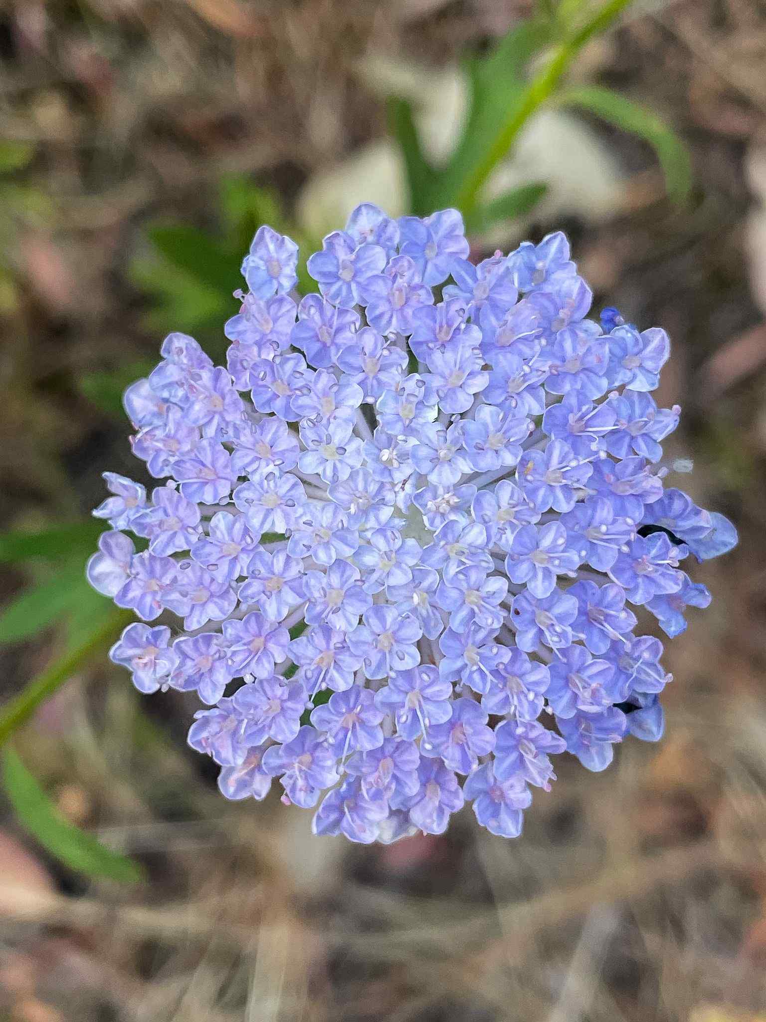 Trachymene coerulea
