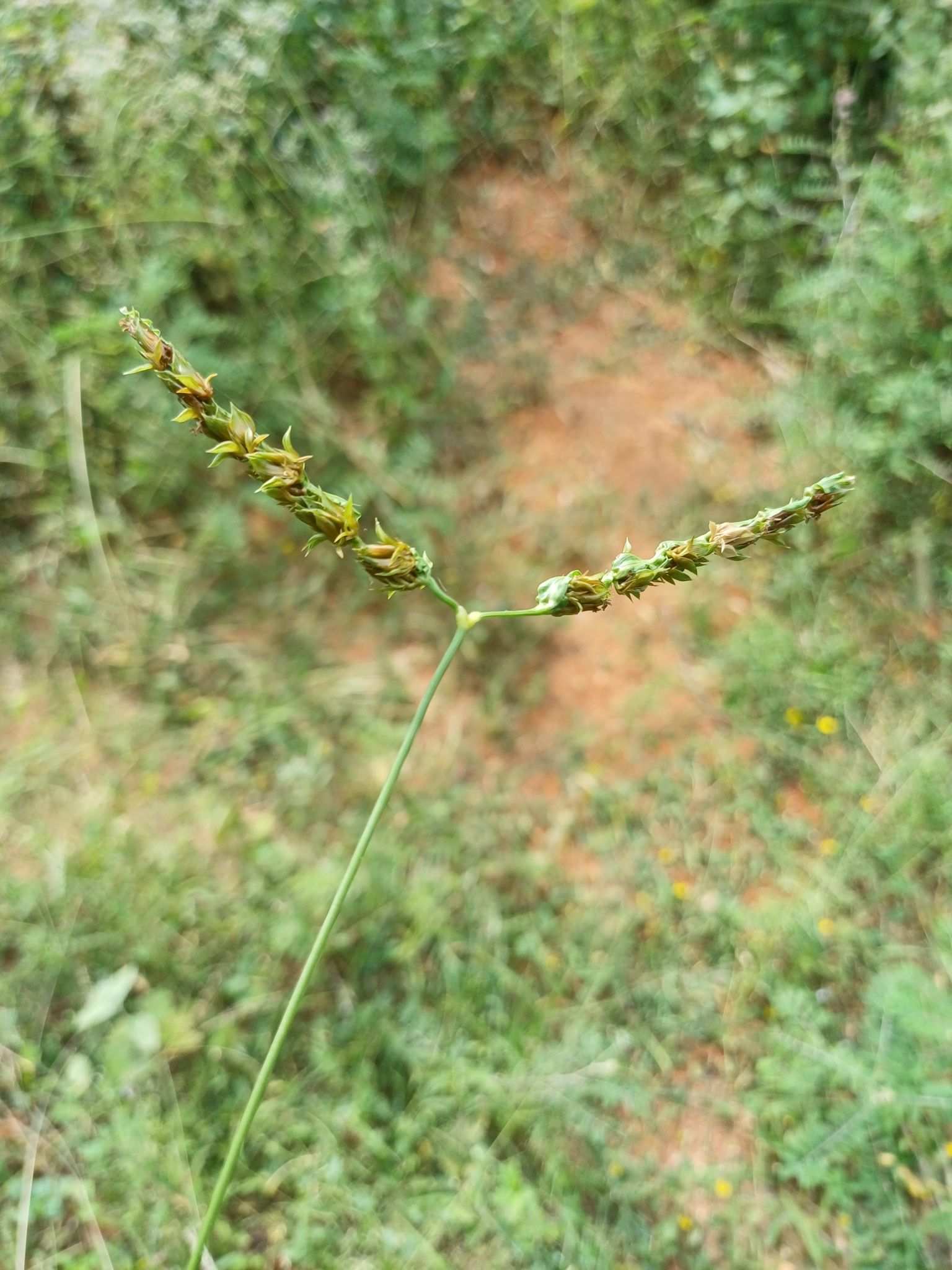 Trachys muricata