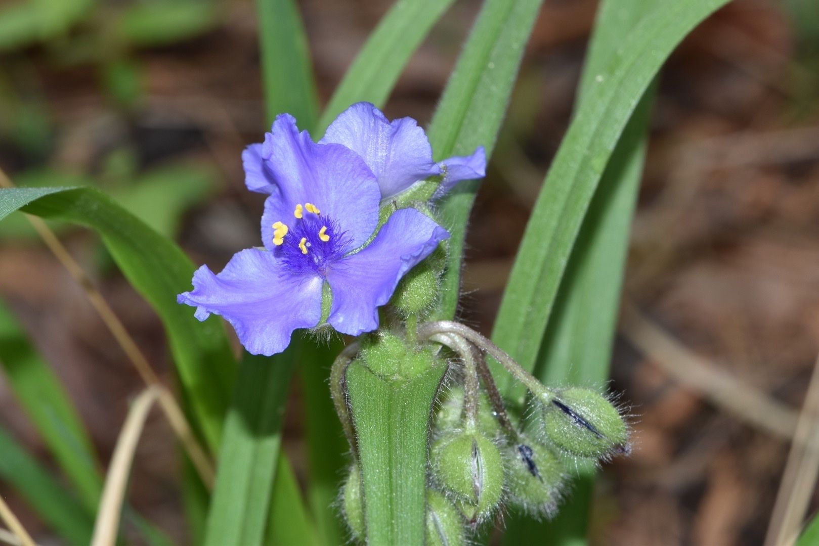 Tradescantia hirsutiflora
