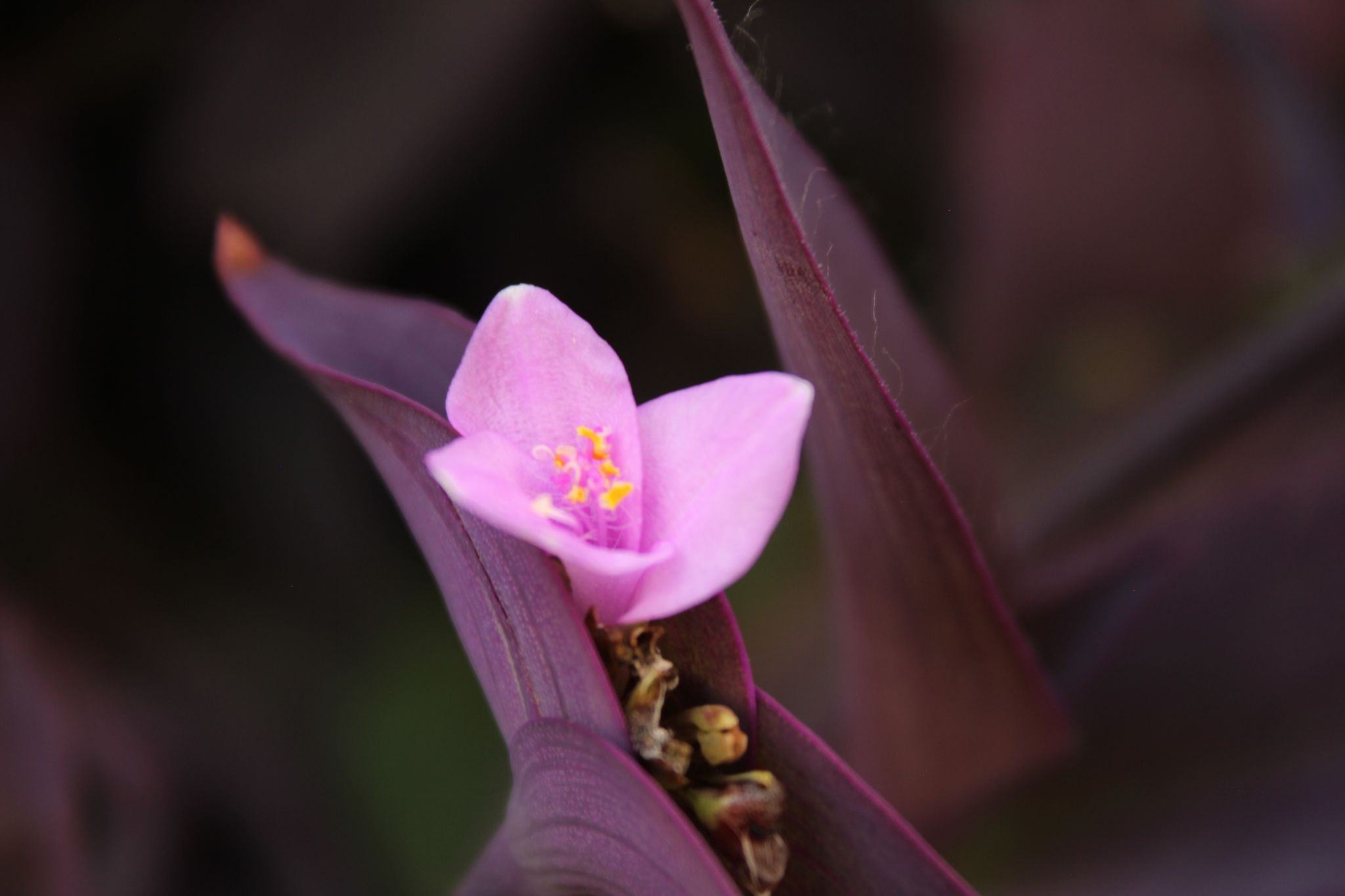 Tradescantia pallida
