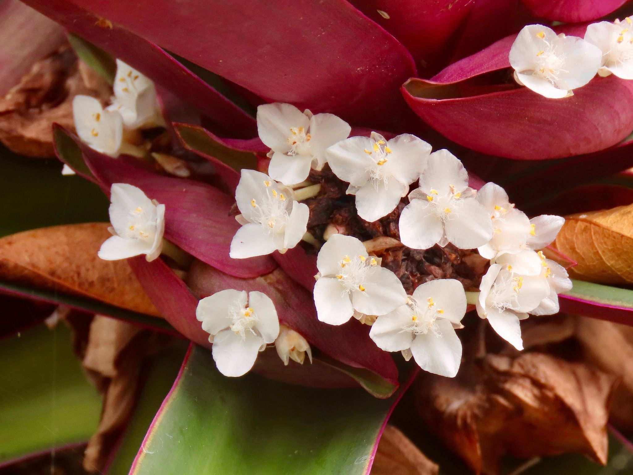 Tradescantia sp.
