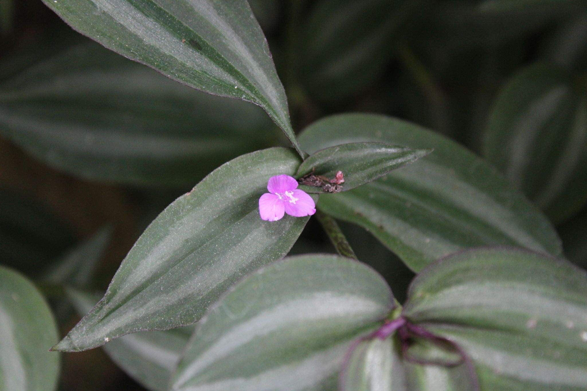 Tradescantia zebrina