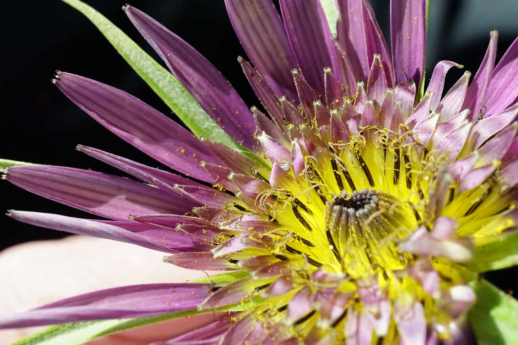 Tragopogon mirus