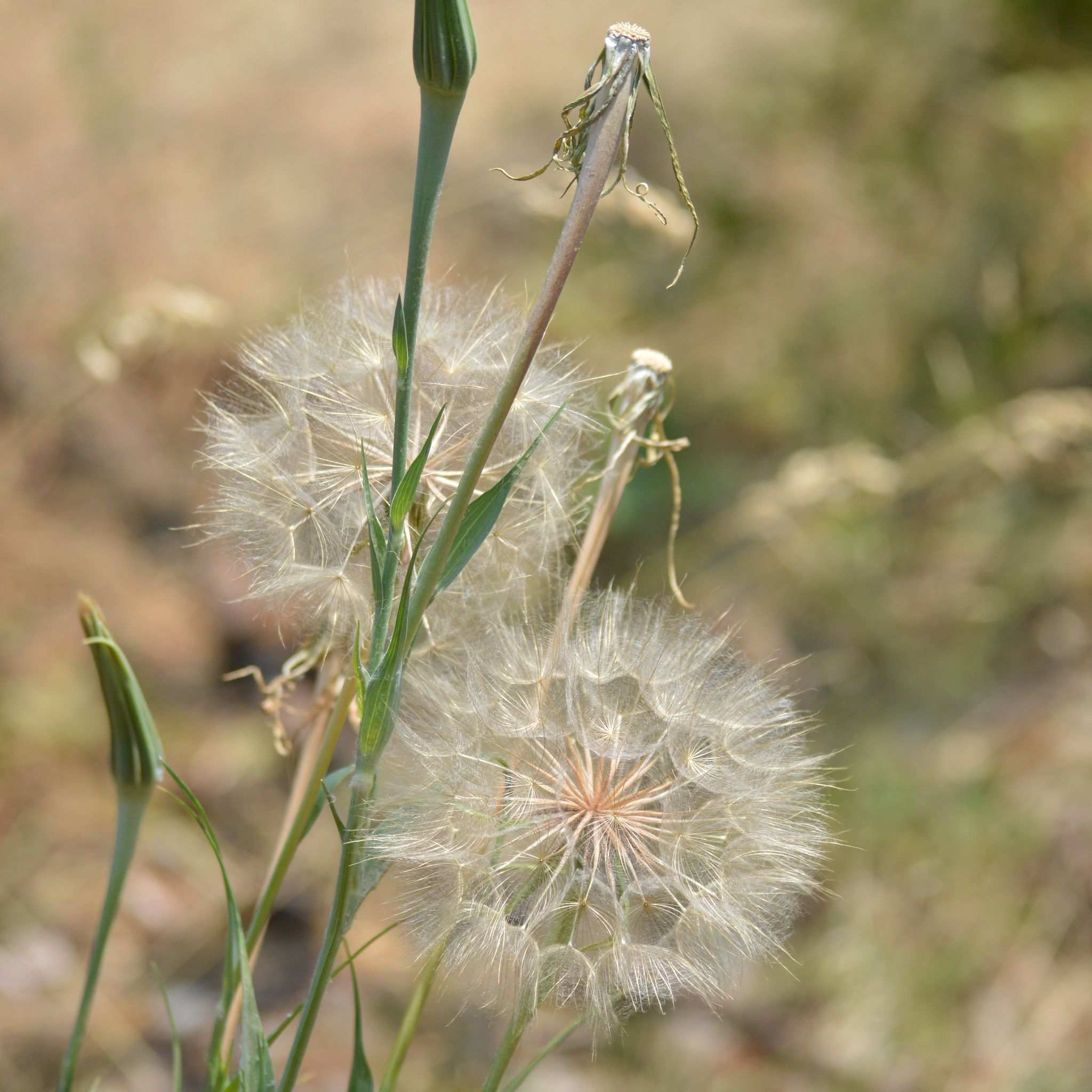 Tragopogon pratensis