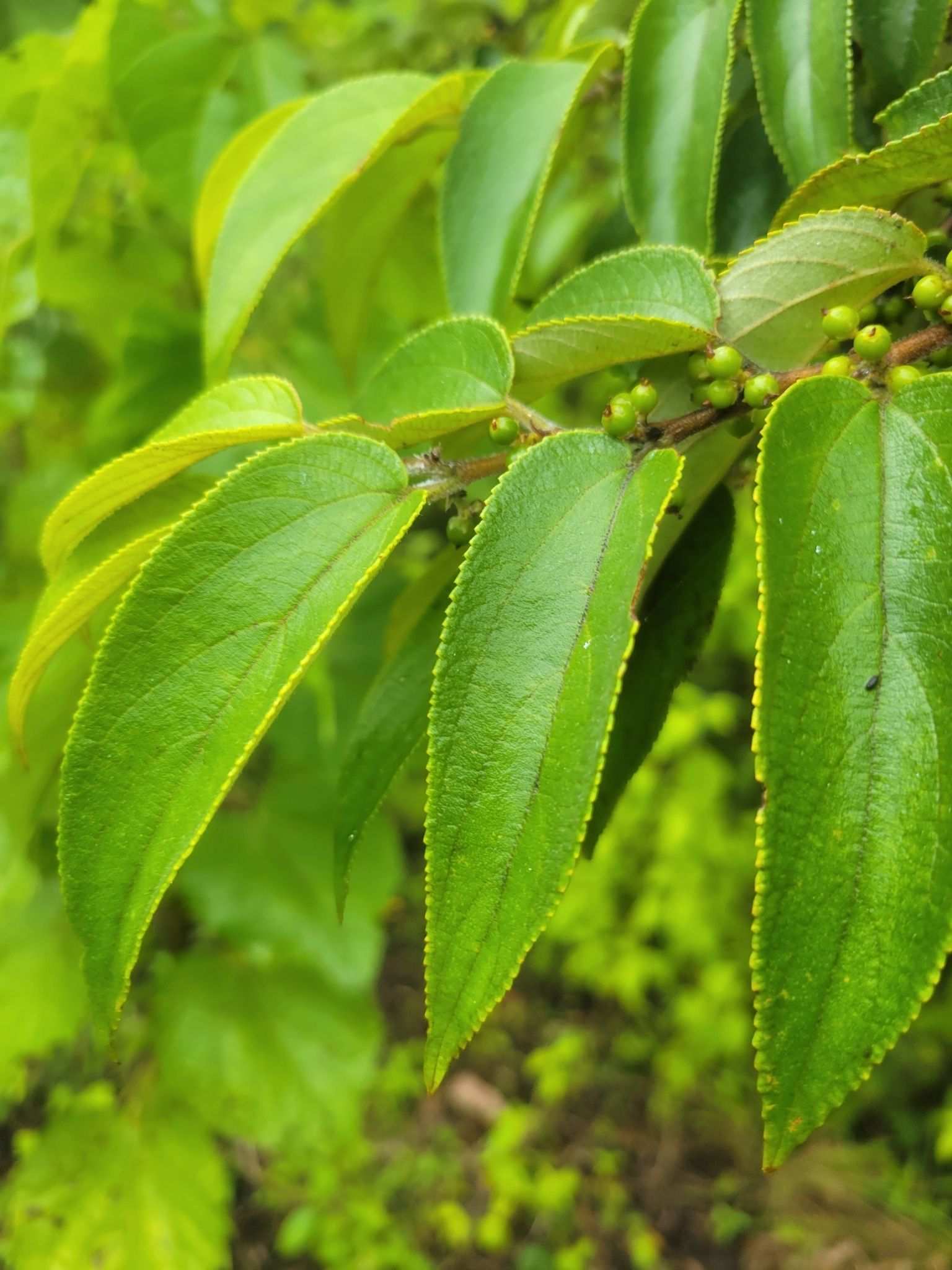 Trema micranthum