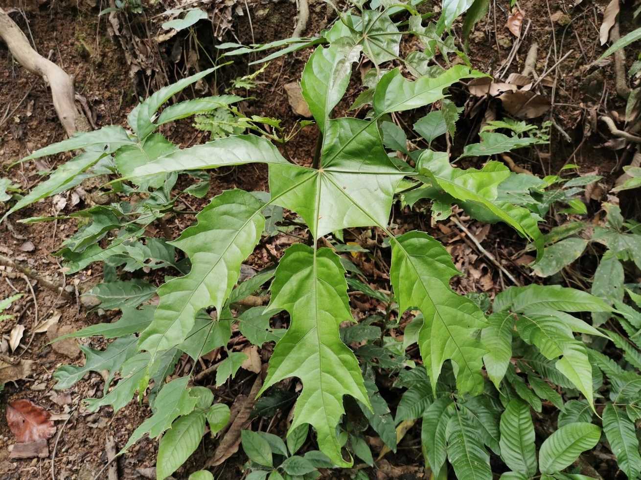 Trevesia palmata