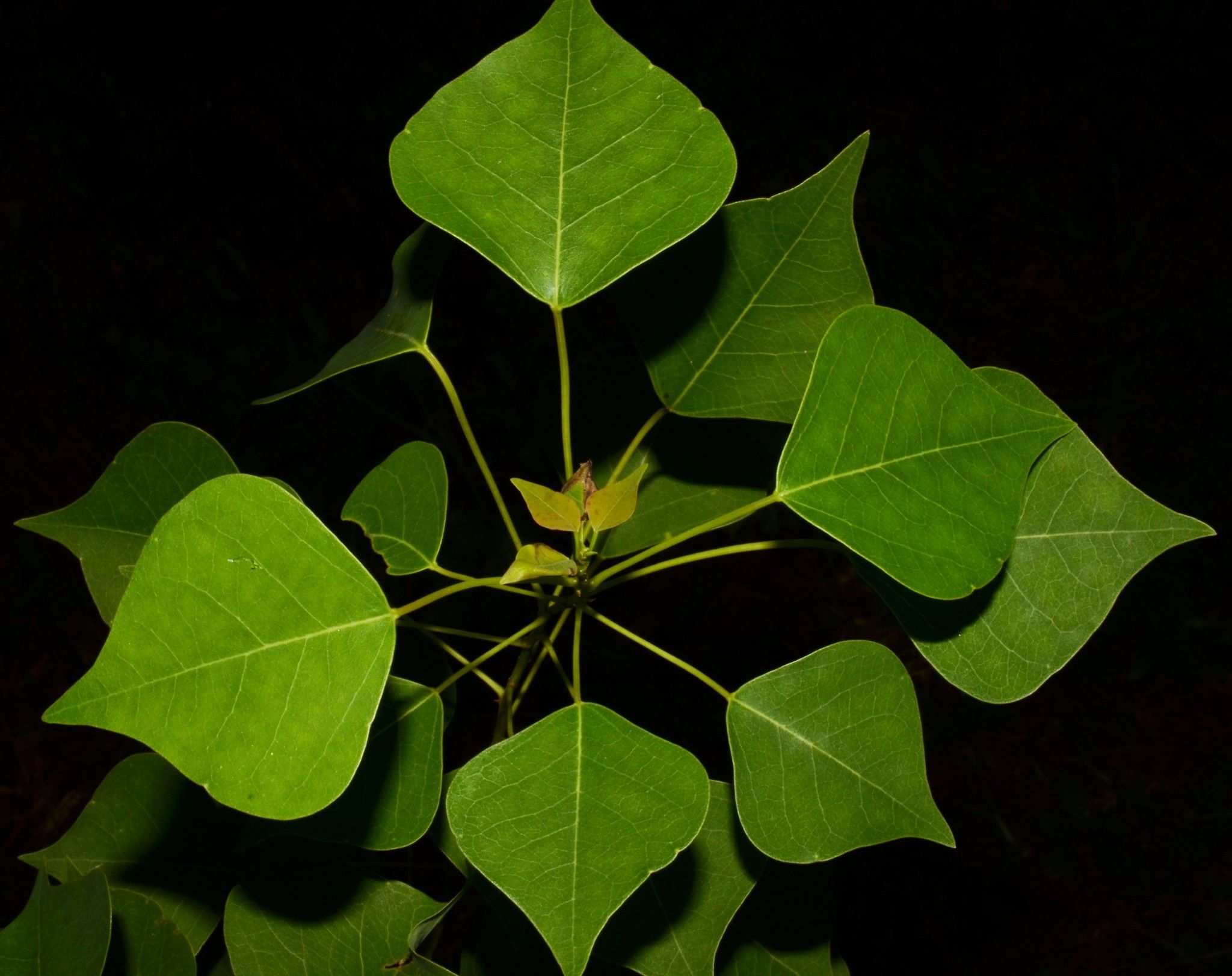 Triadica sebifera