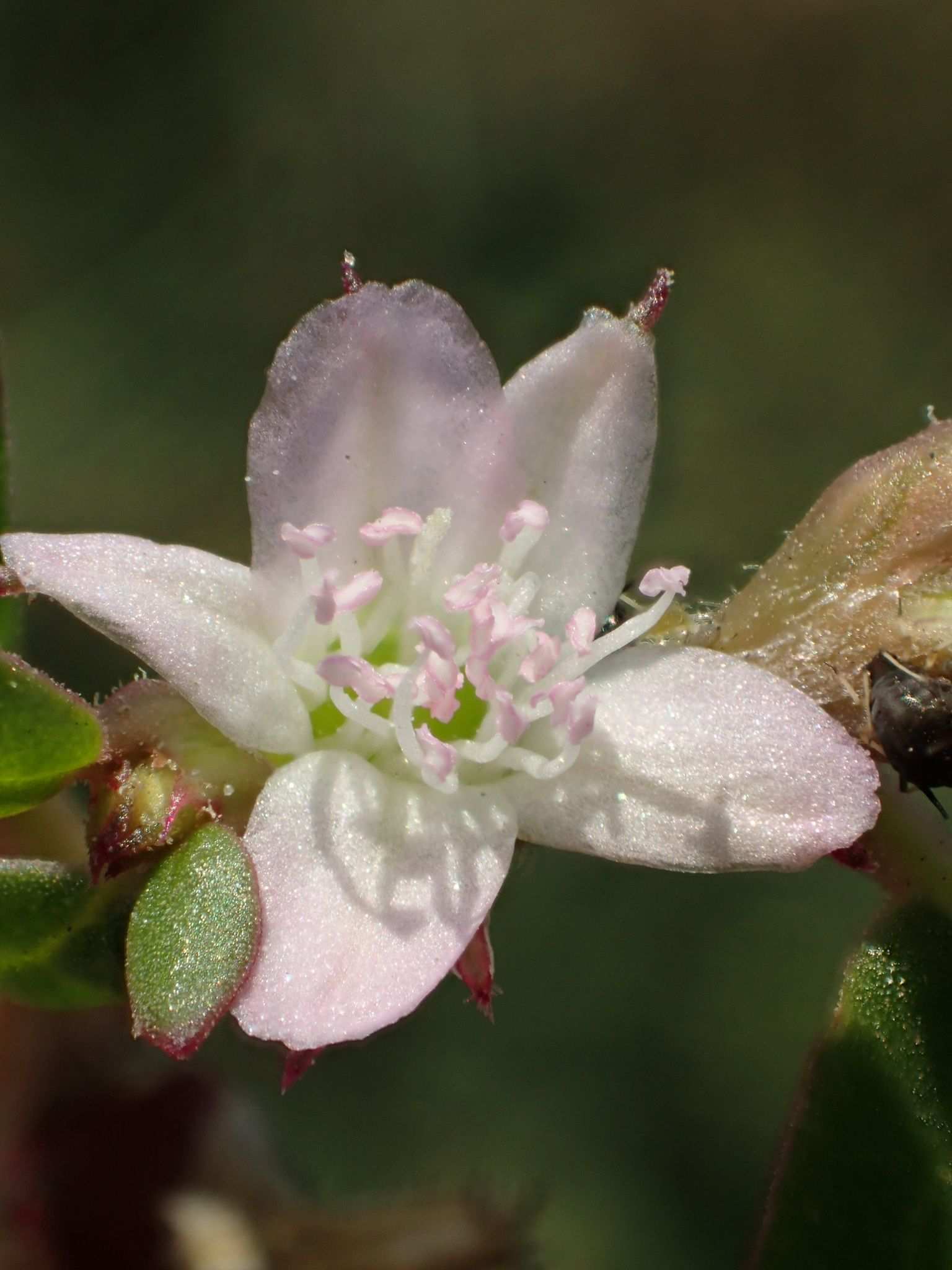 Trianthema portulacastrum