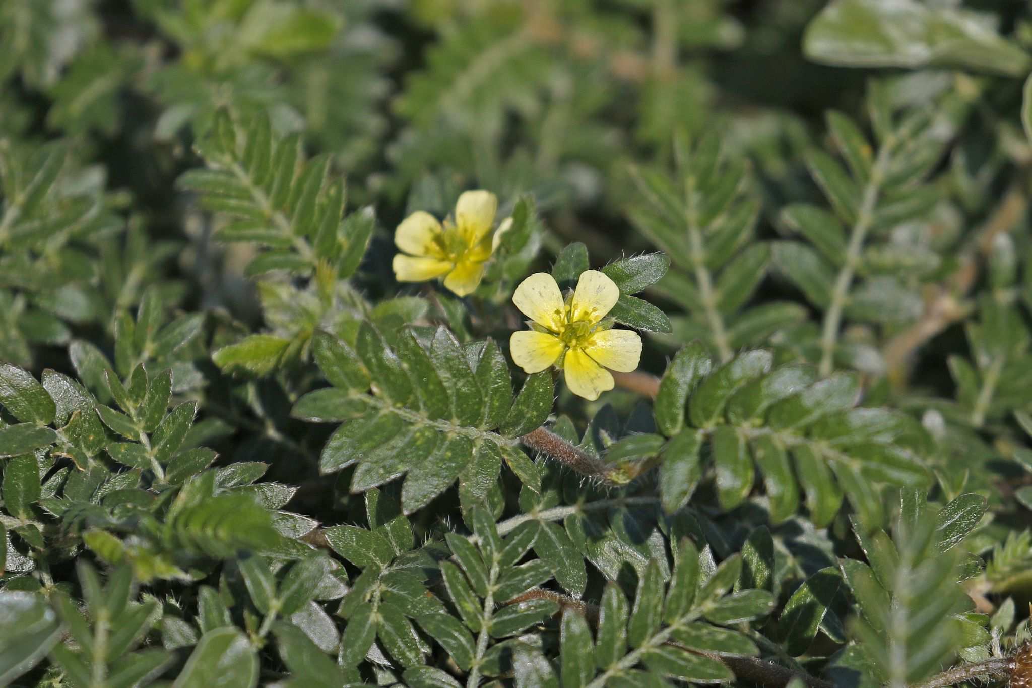 Tribulus terrestris