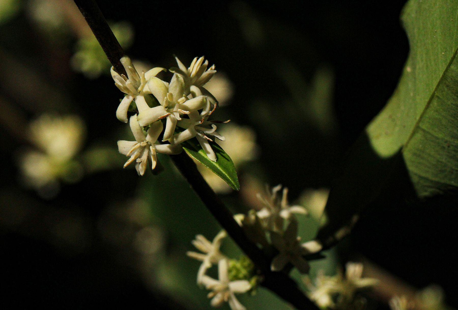 Tricalysia pallens