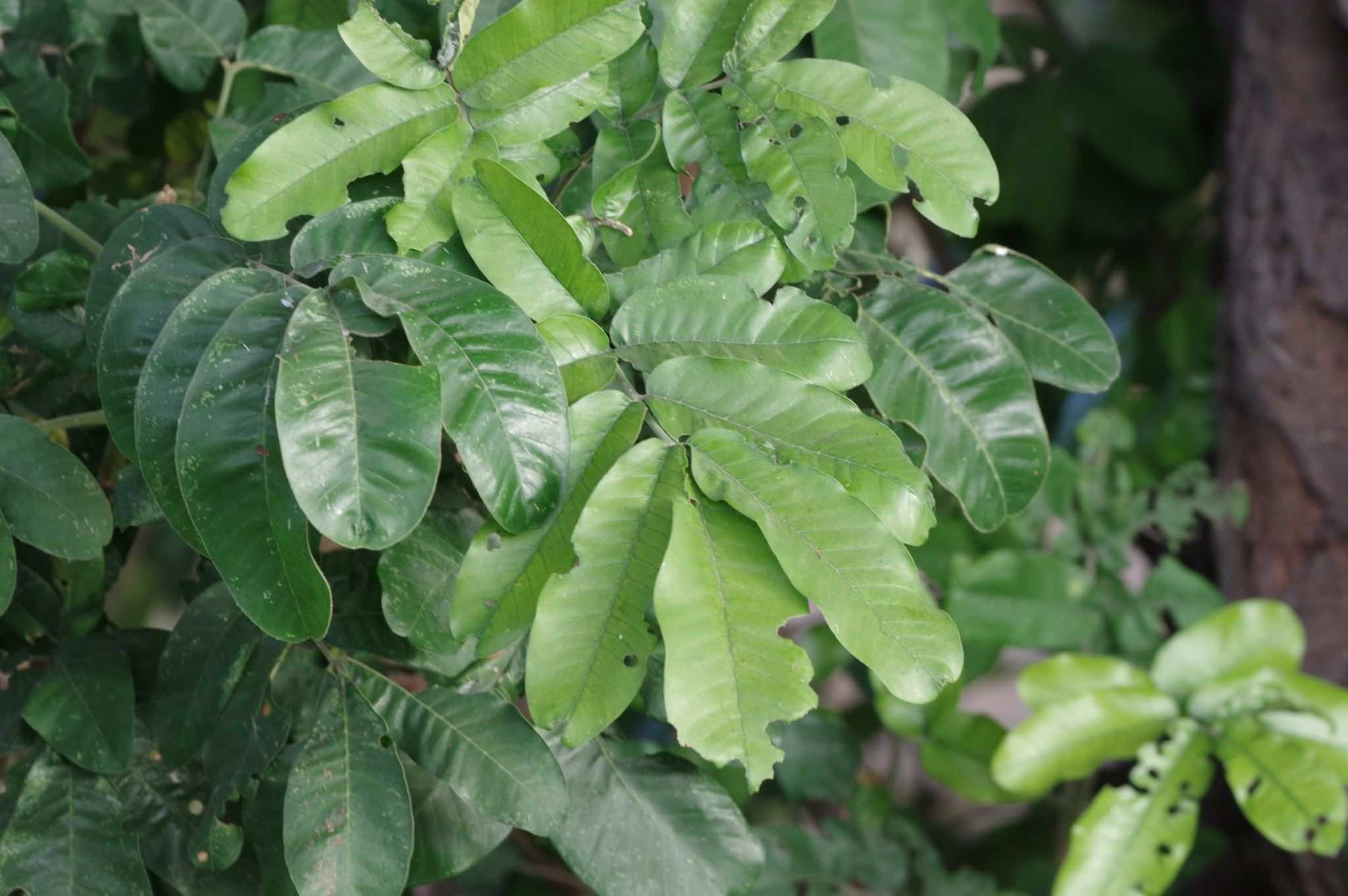 Trichilia emetica