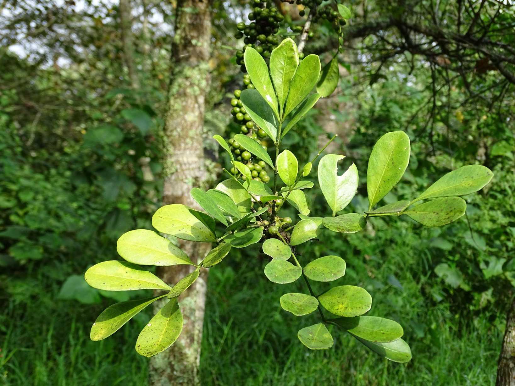 Trichilia havanensis