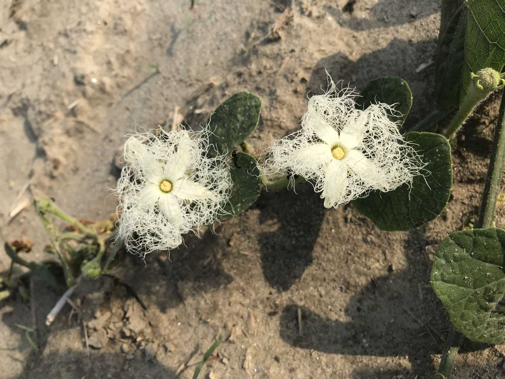 Trichosanthes dioica