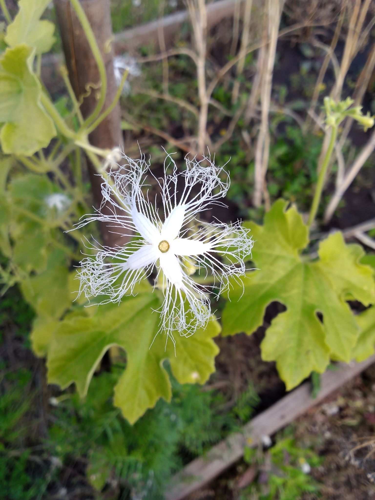 Trichosanthes kirilowii