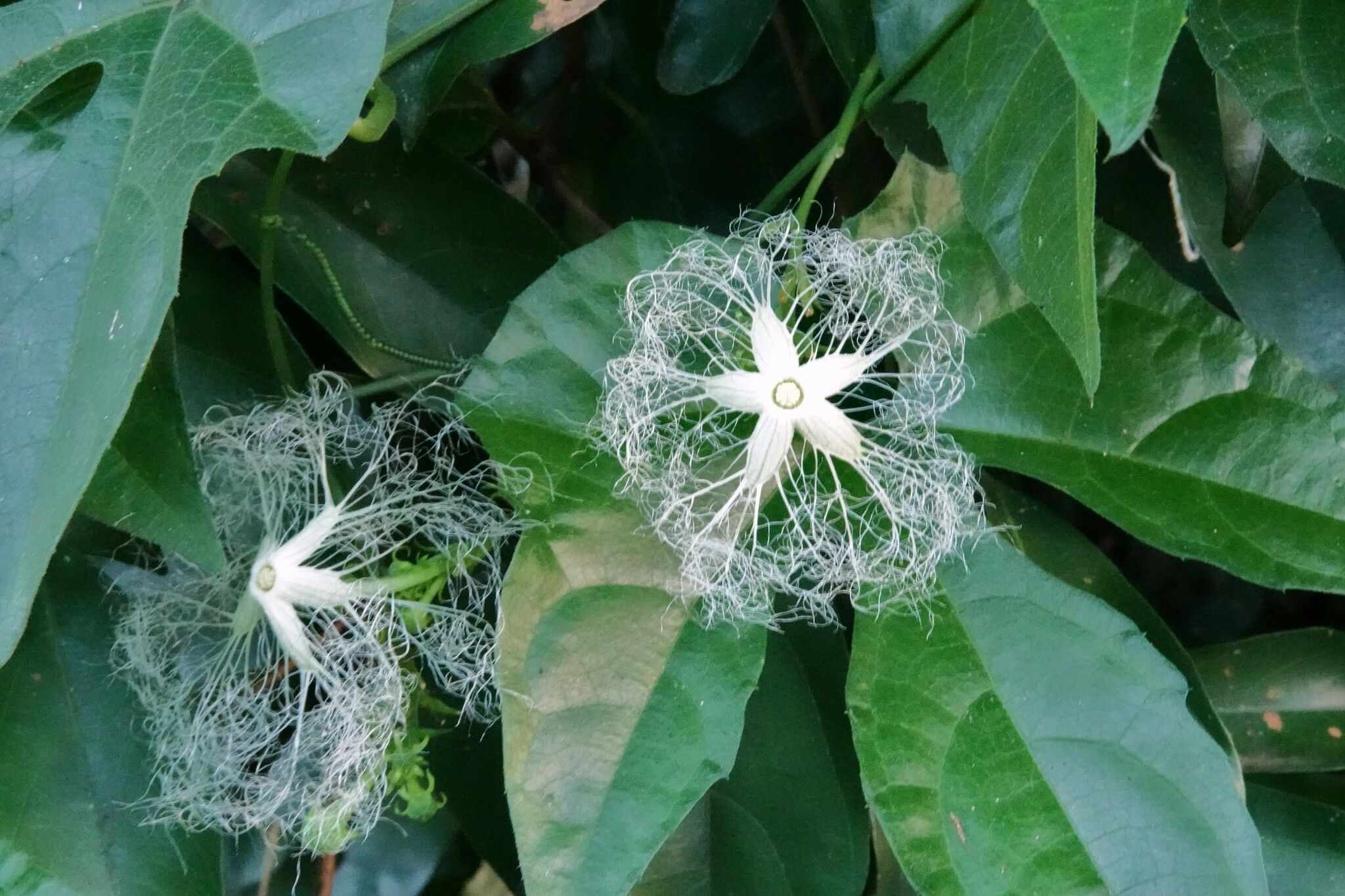Trichosanthes ovigera