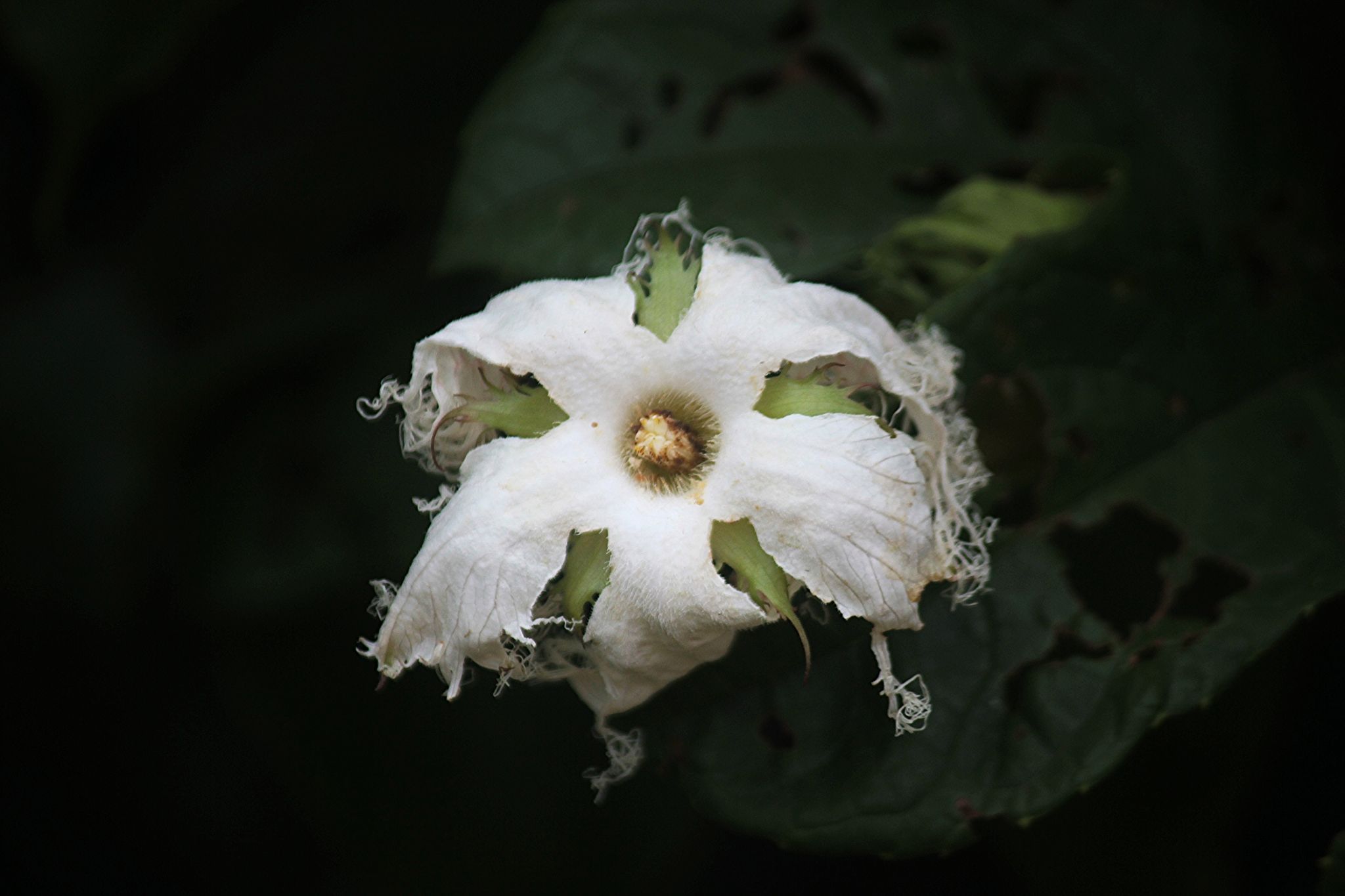 Trichosanthes tricuspidata