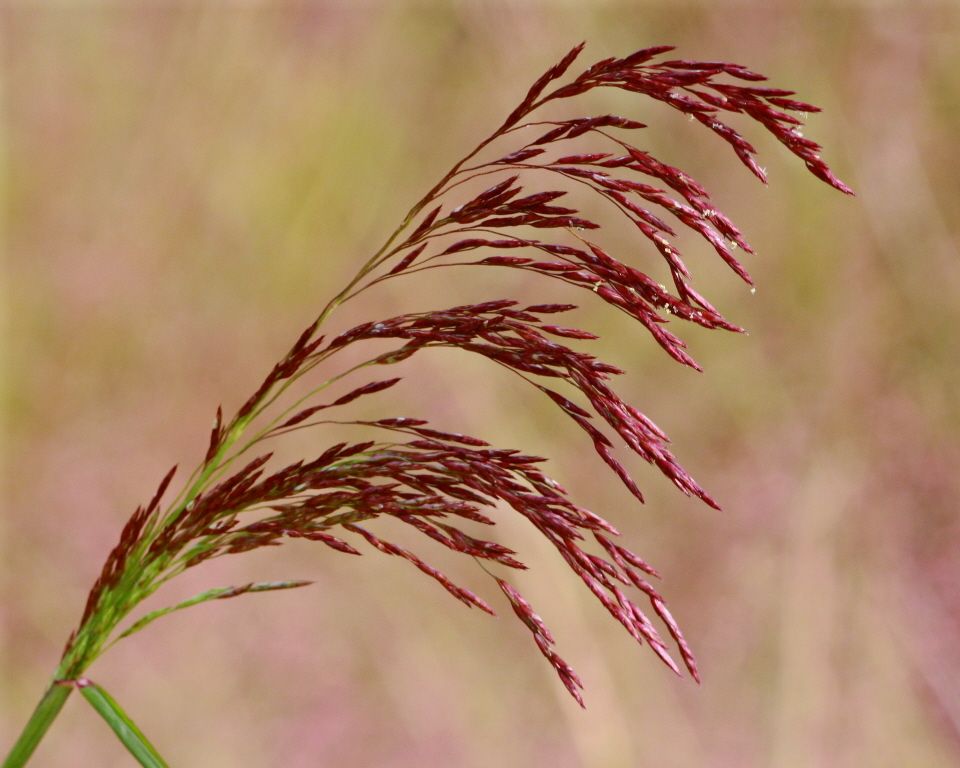 Tridens flavus