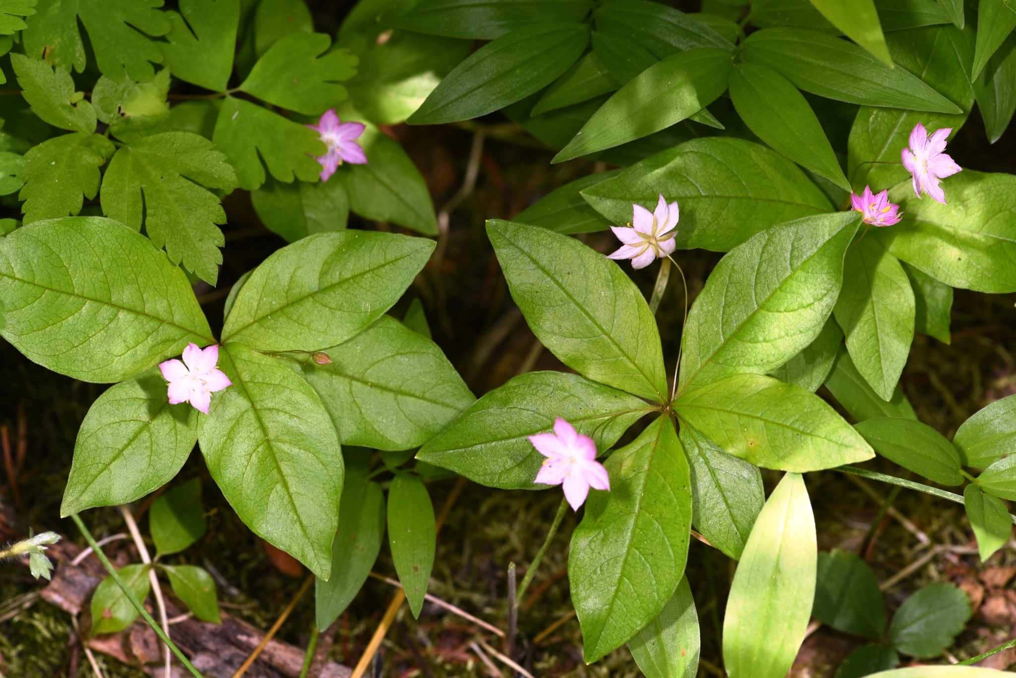 Trientalis latifolia