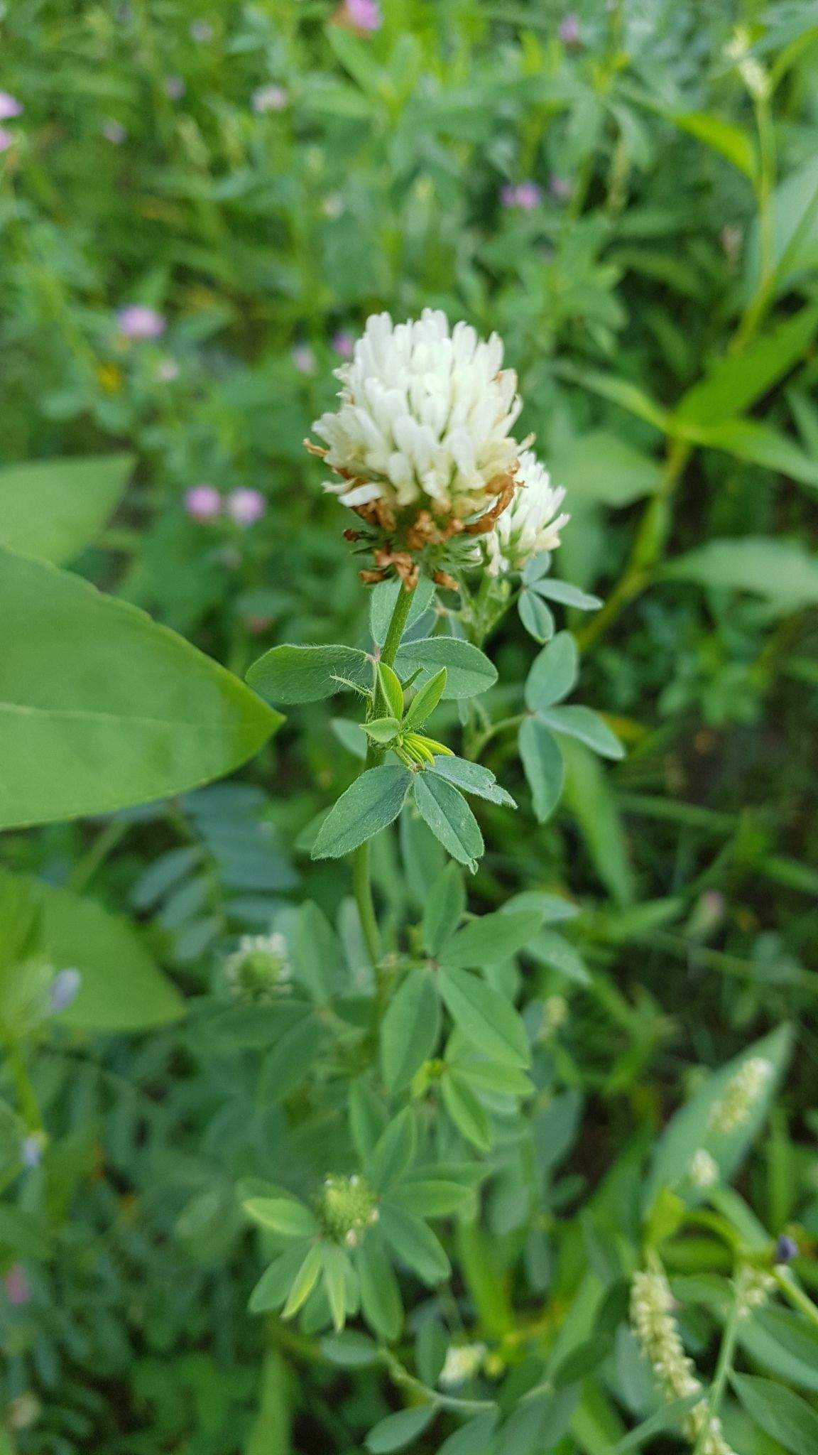 Trifolium alexandrinum