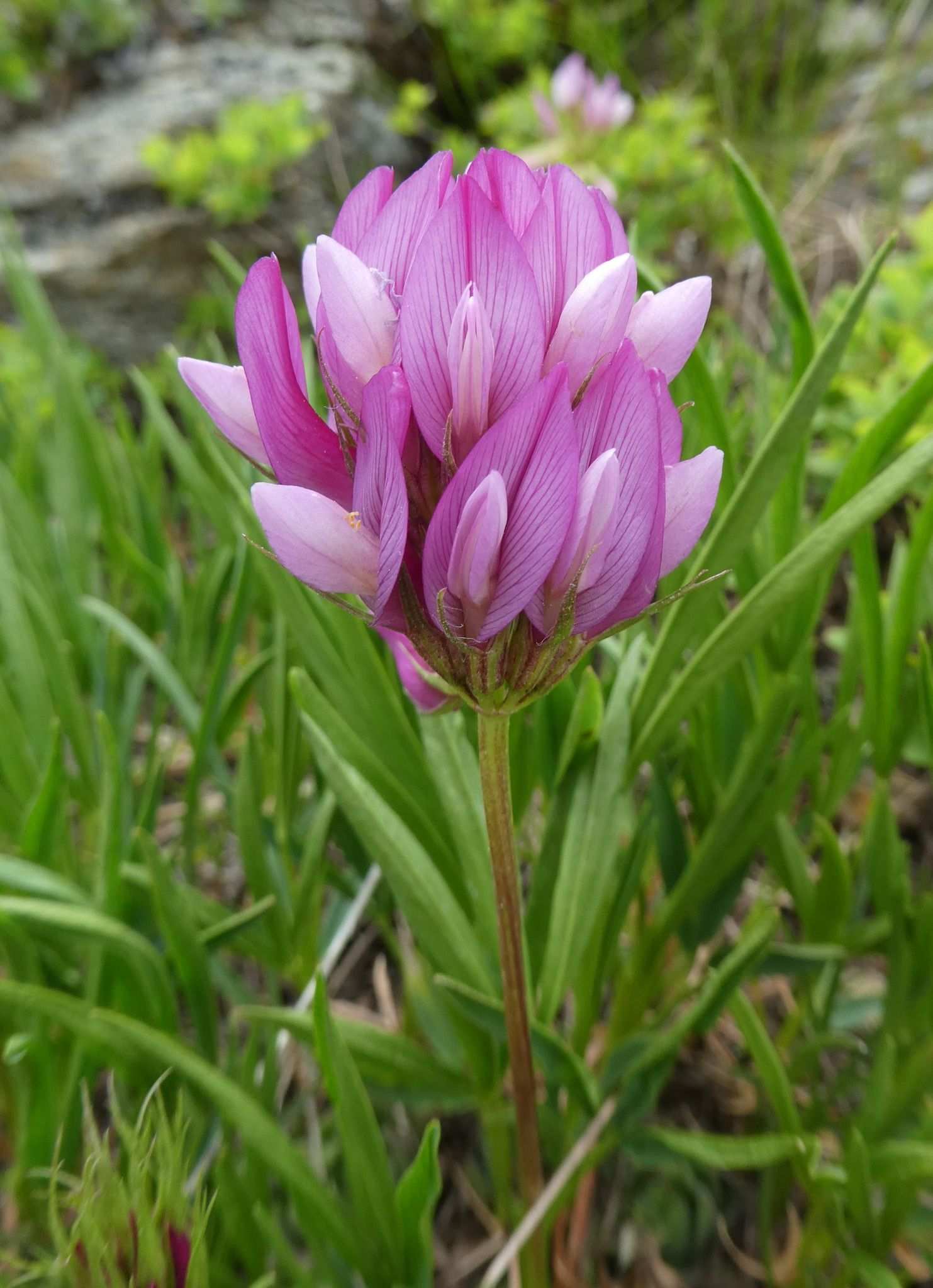 Trifolium alpinum