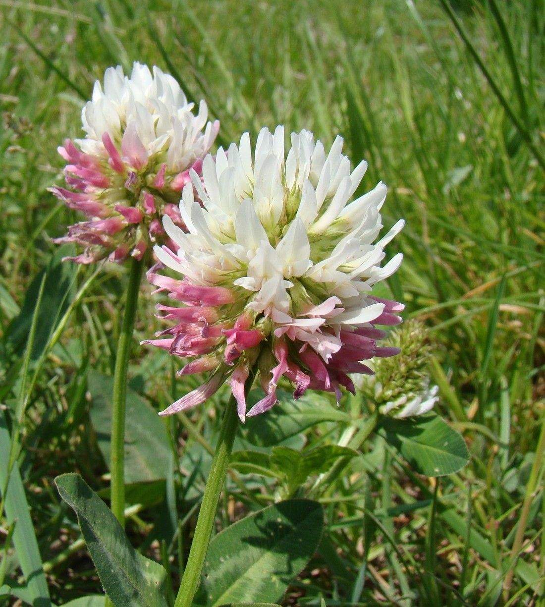 Trifolium ambiguum