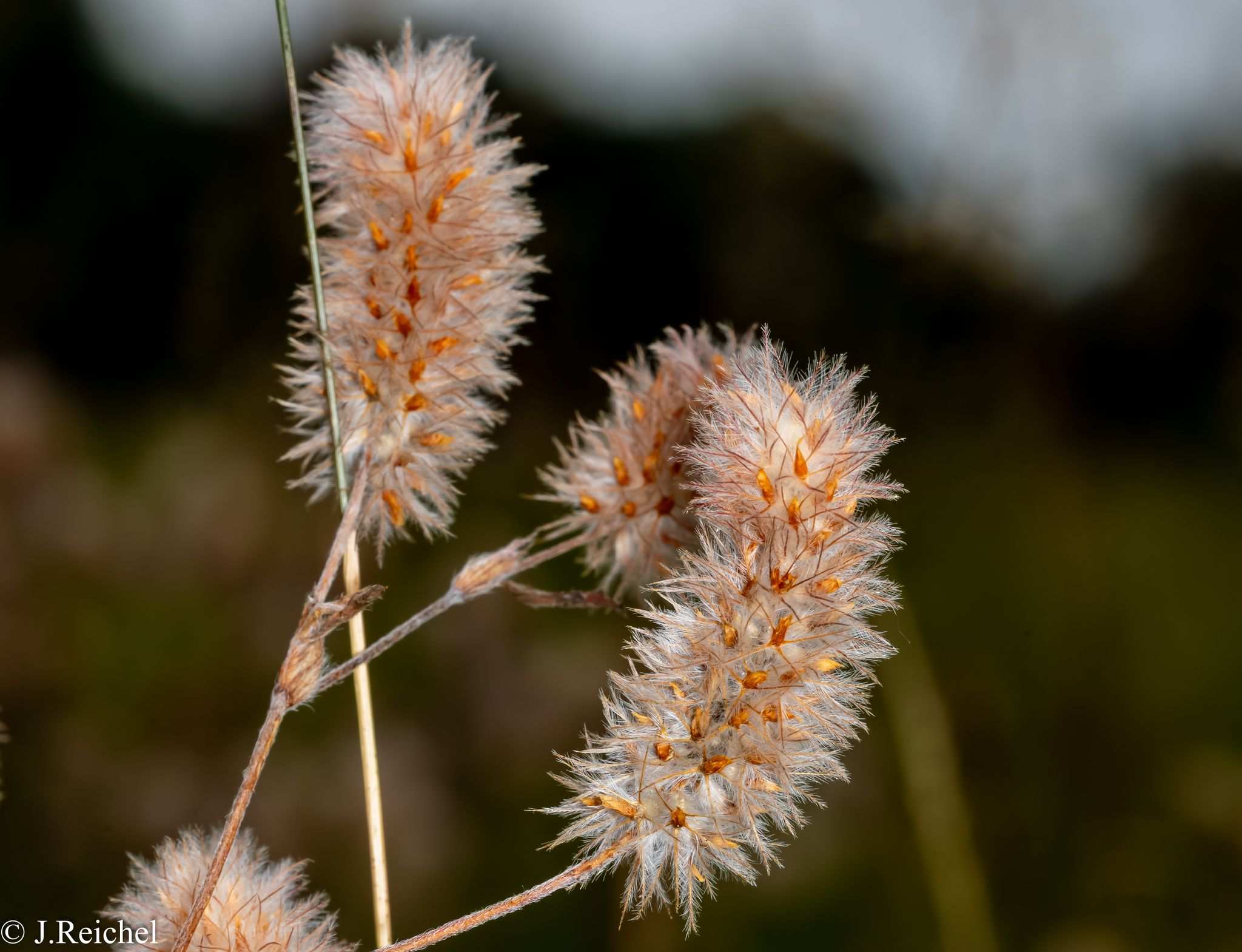 Trifolium arvense