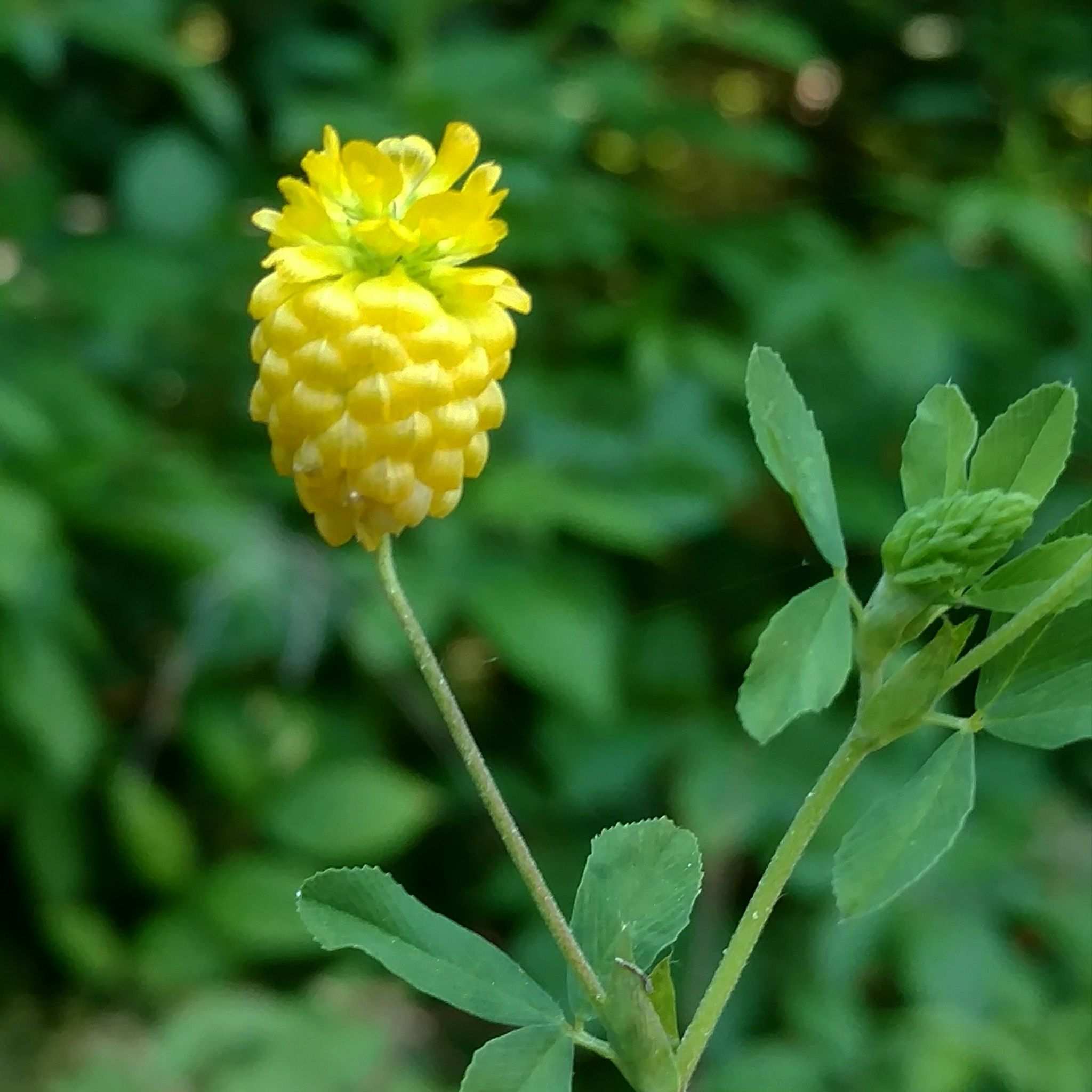 Trifolium aureum