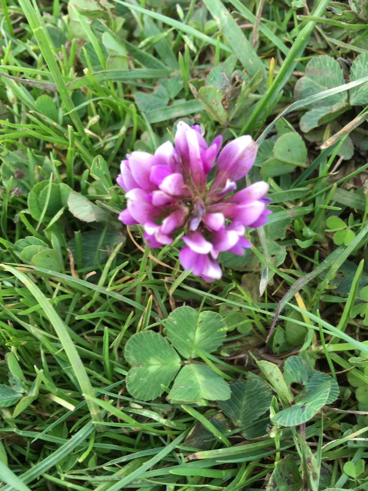 Trifolium burchellianum