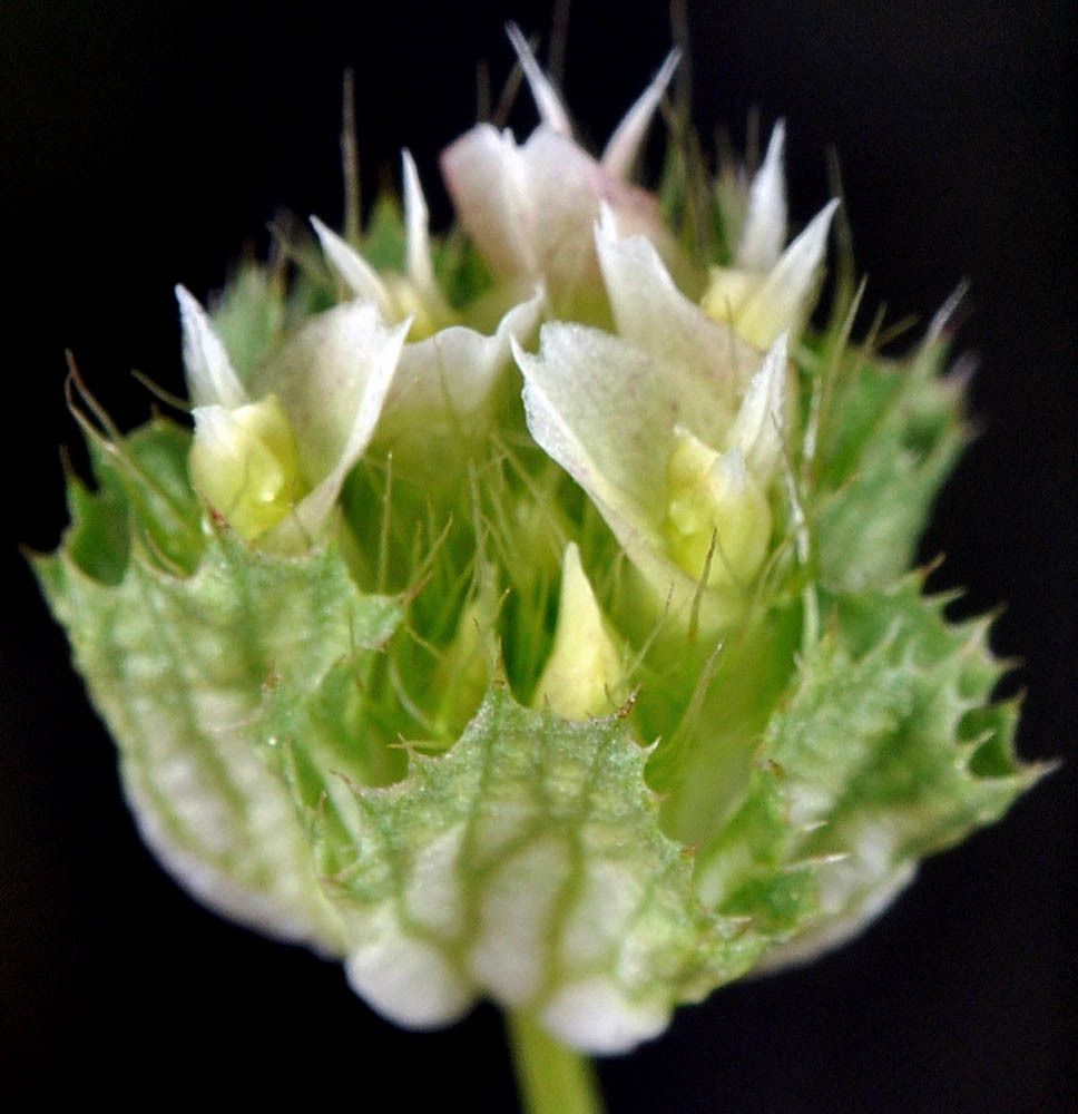 Trifolium cyathiferum