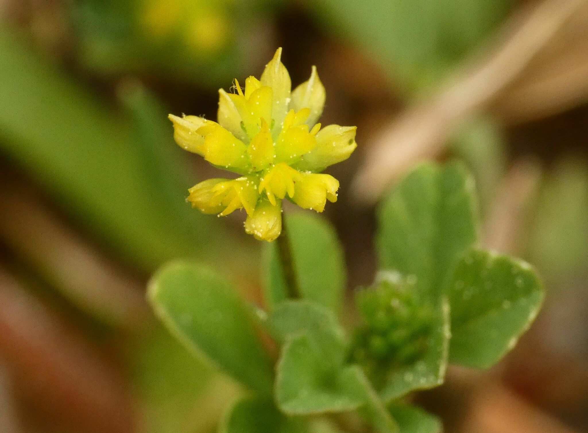 Trifolium dubium