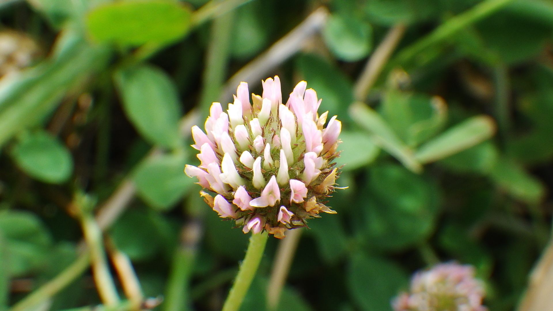 Trifolium fragiferum