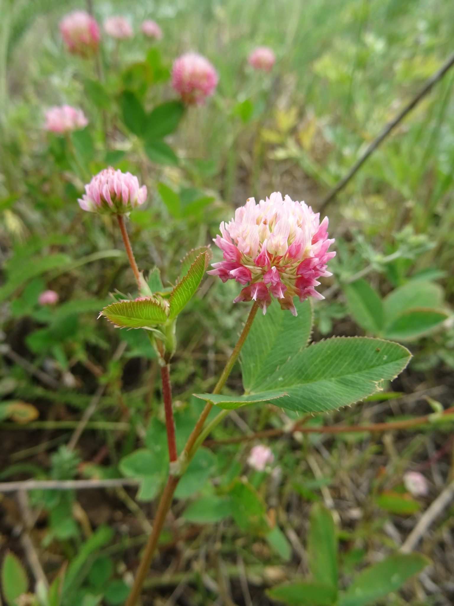 Trifolium hybridum