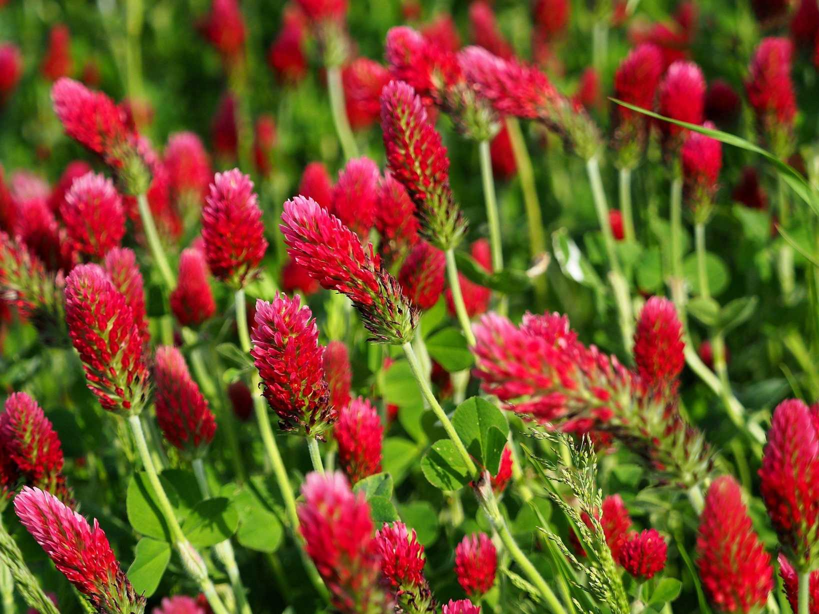Trifolium incarnatum