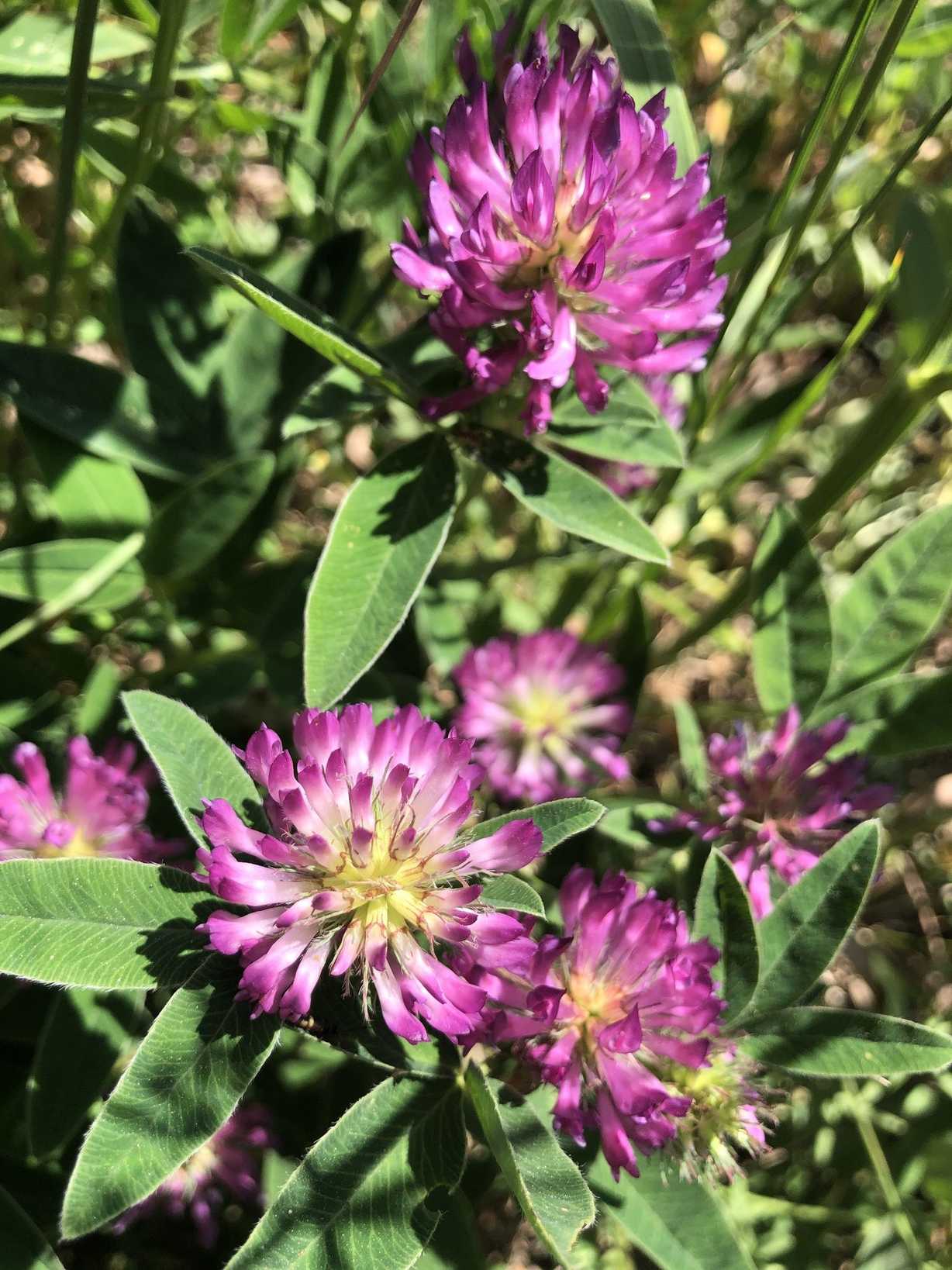 Trifolium medium