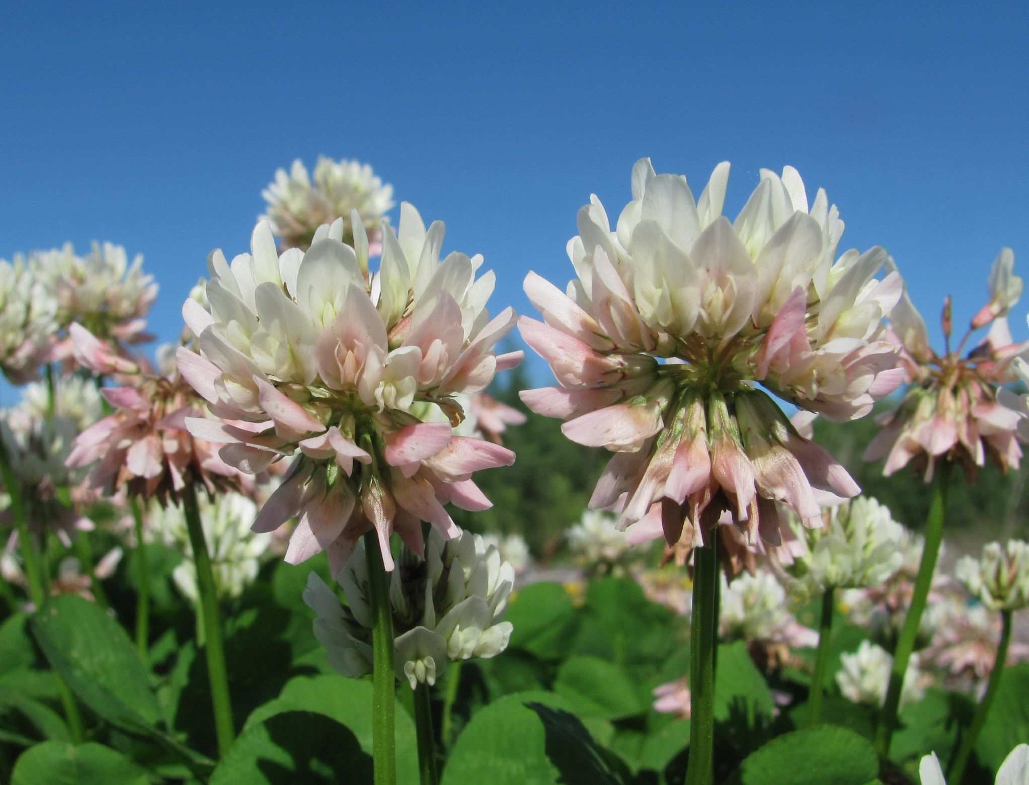 Trifolium repens
