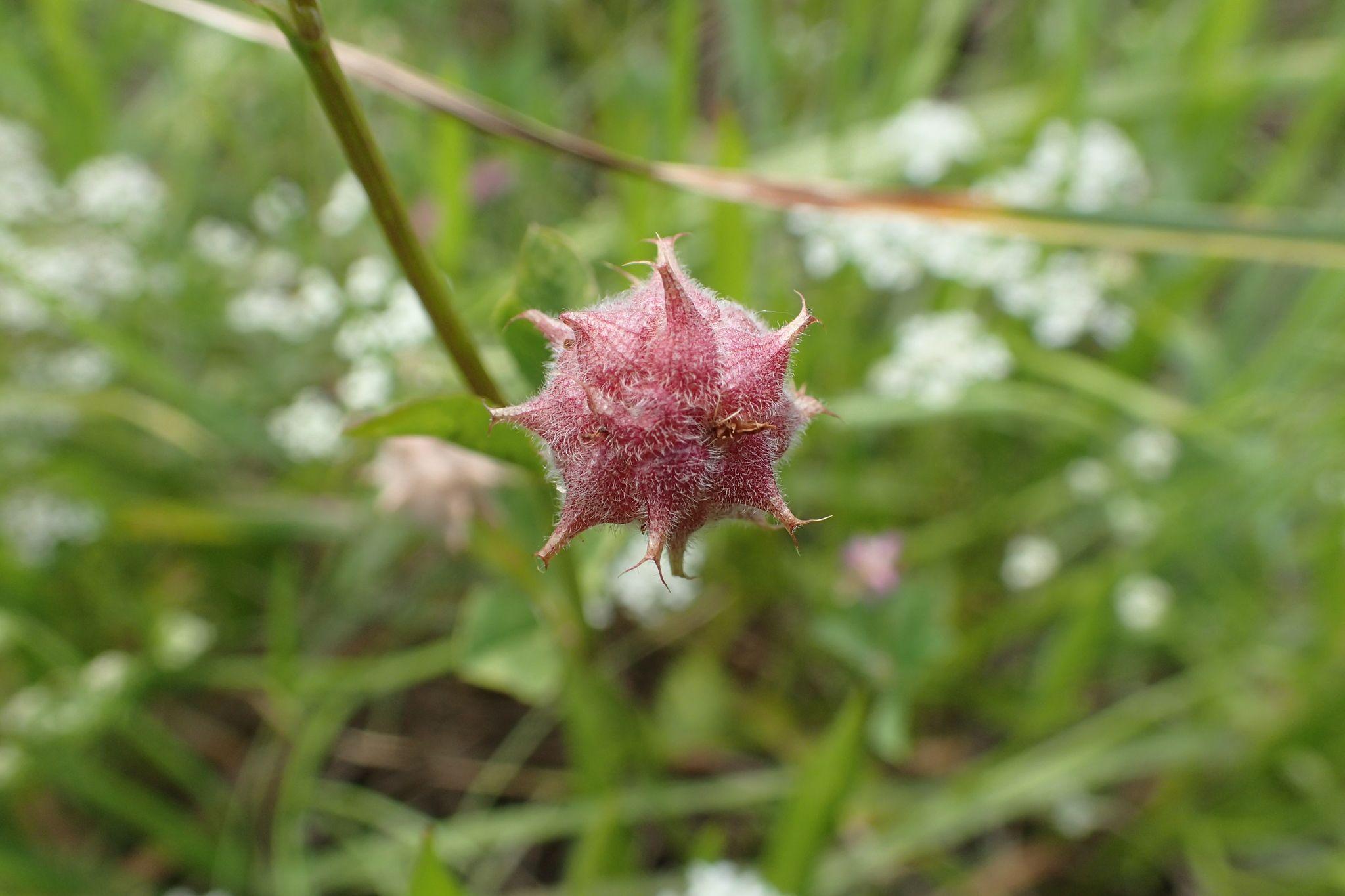 Trifolium resupinatum