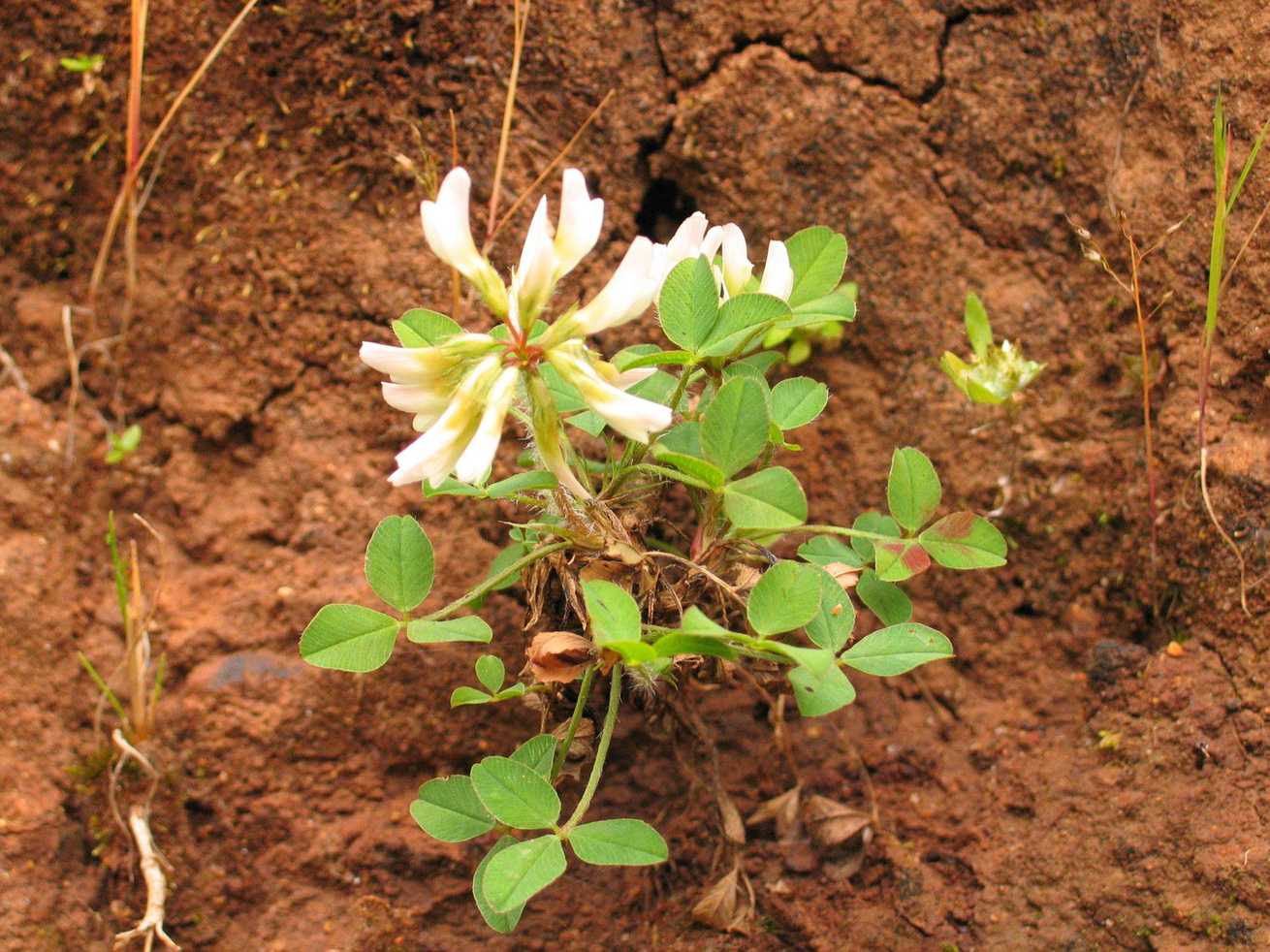Trifolium semipilosum
