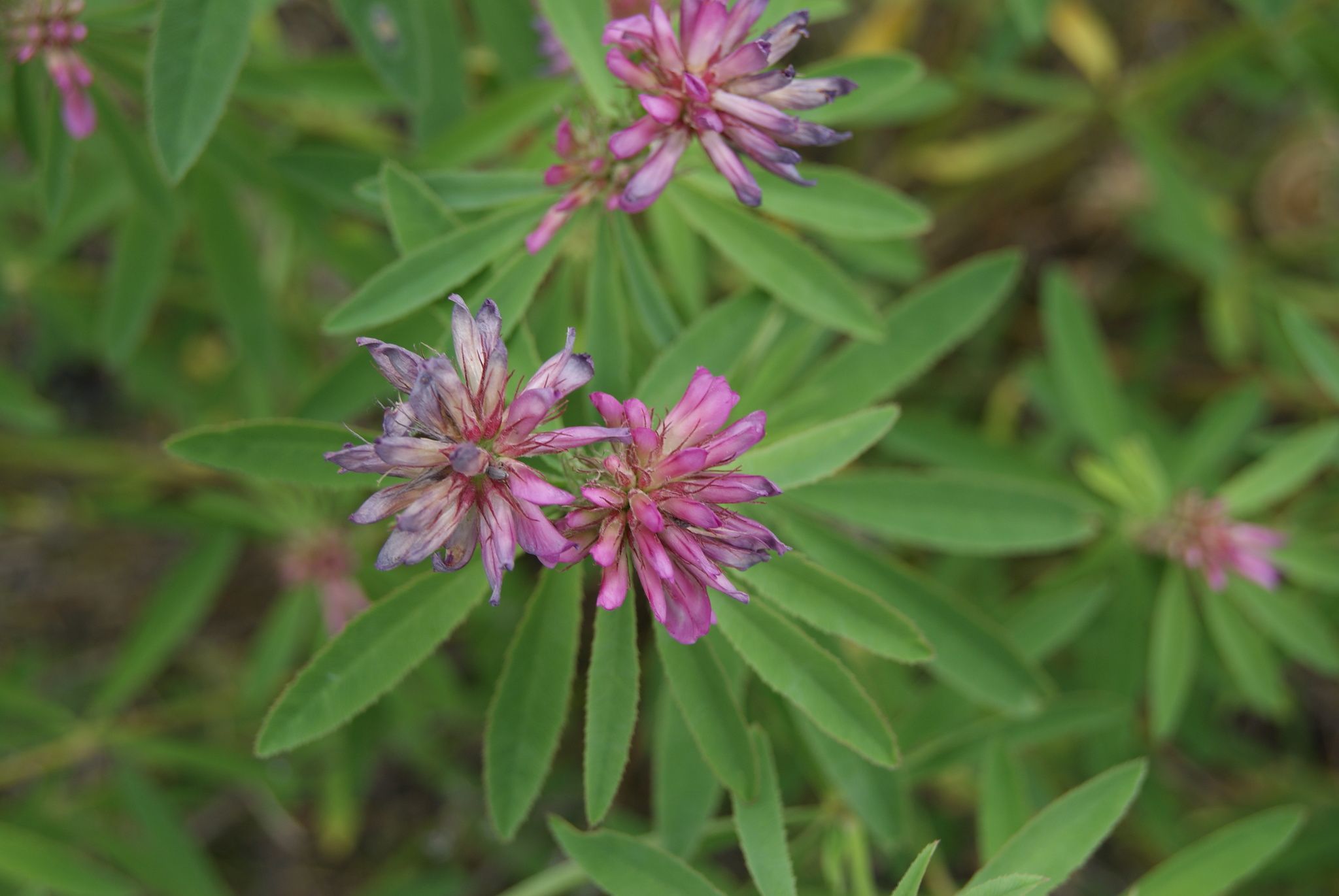 Trifolium sp.