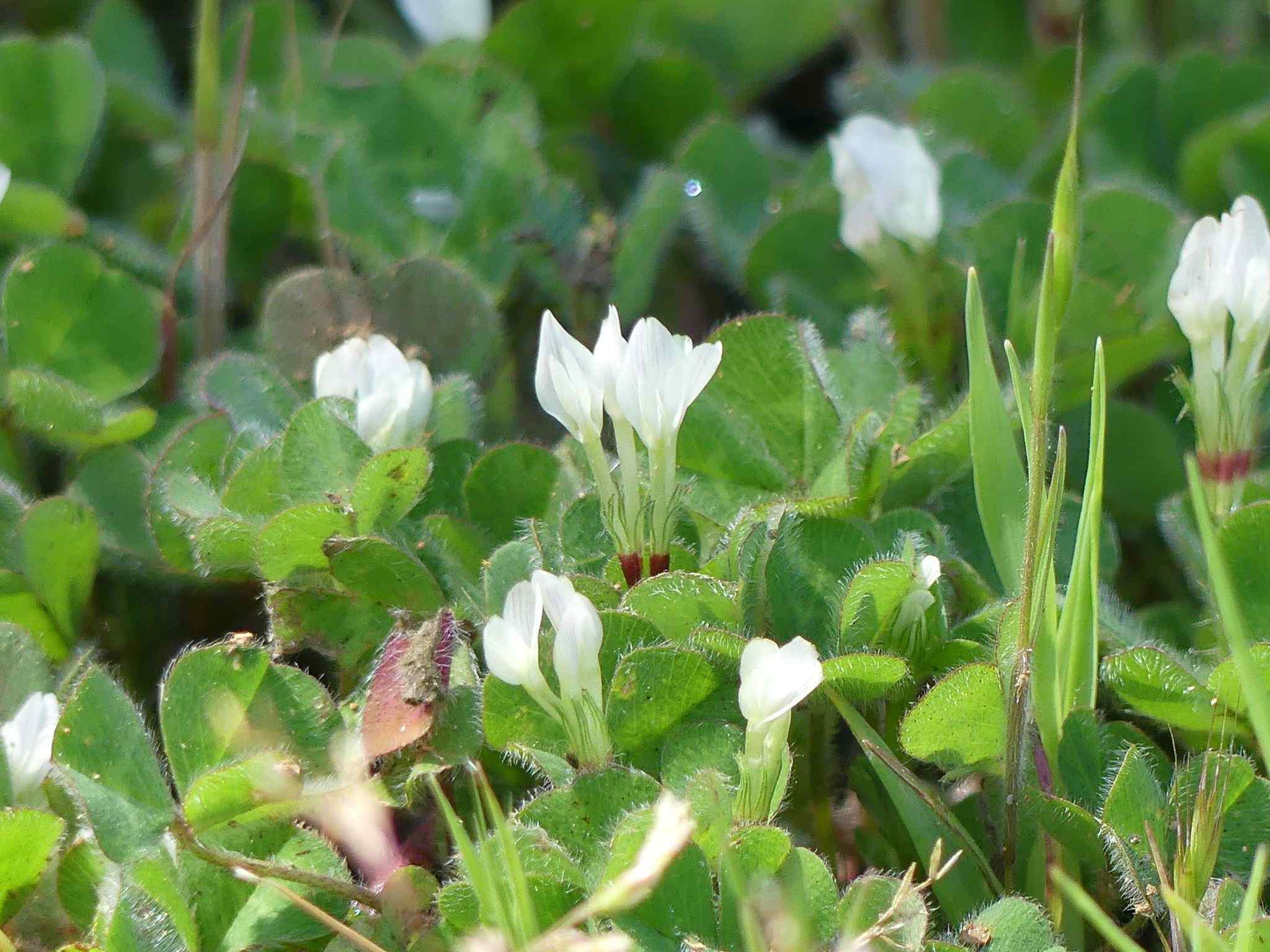 Trifolium subterraneum